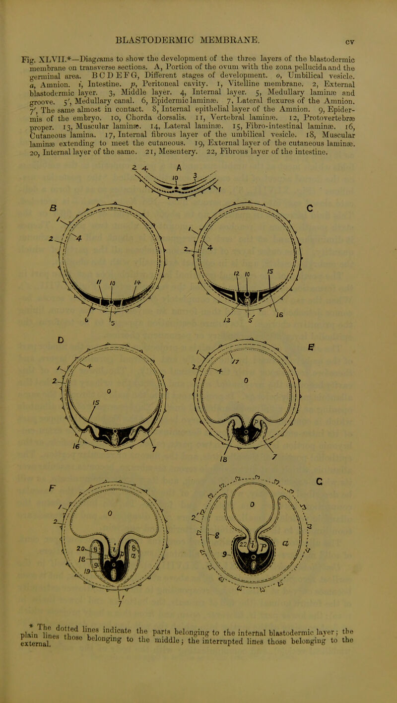 BLASTODERMIC MEMBRANE. cv Fig. XLVII.*—Diagrams to show the development of the three layers of the blastodermic membrane on transverse sections. A, Portion of the ovum with the zona pellucidaand the germinal area. BCDEFG, Different stages of development, o, Umbilical vesicle. a, Amnion, i, Intestine, p, Peritoneal cavity, i, Vitelline membrane. 2, External blastodermic layer. 3, Middle layer. 4, Internal layer. 5, Medullary laminae and o-roove. 5', Medullary canal. 6, Epidermic laminae. 7, Lateral flexures of the Amnion. 7' The same almost in contact. 8, Internal epithelial layer of the Amnion. 9, Epider- mis of the embryo. 10, Chorda dorsalis. 11, Vertebral laminae. 12, Protovertebroe proper. 13, Muscular laminae. 14, Lateral laminae. 15, Fibro-intestinal laminae. 16, Cutaneous lamina. 17, Internal fibrous layer of the umbilical vesicle. 18, Muscular laminae extending to meet the cutaneous. 19, External layer of the cutaneous laminae. 20, Internal layer of the same. 21, Mesentery. 22, Fibrous layer of the intestine. * The dotted plain lines those external. lines indicate the parts belonging to the internal blastodermic layer; the belonging to the middle j the interrupted lines those belonging to the