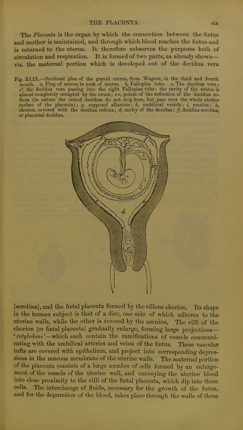 THE PLACENTA. The Placenta is the organ by which the connection between the foetus and mother is maintained, and through wrhich blood reaches the foetus and is returned to the uterus. It therefore subserves the purposes both of circulation and respiration. It is formed of two parts, as already shown— viz. the maternal portion which is developed out of the decidua vera Fig. XLIX.—Sectional plan of the gravid uterus, from Wagner, in the third and fourth month, a, Plug of mucus in neck of uterus, b, Fallopian tube, c, The decidua vera ; c2, the decidua vera passing into the right Fallopian tube: the cavity of the uterus is almost completely occupied by the ovum; ee, points of the reflection of the decidua re- flexa (in nature the united deciduas do not stop here, but pass over the whole uterine surface of the placenta); g, supposed allantois; h, umbilical vesicle; i, amnion; k, chorion, covered with the decidua reflexa; cl, cavity of the decidua;decidua serotina, or placental decidua. (serotina), and the foetal placenta formed by the villous chorion. Its shape in the human subject is that of a disc, one side of which adheres to the uterine walls, while the other is covered by the amnion. The villi of the chorion (or foetal placenta) gradually enlarge, forming large projections— 4 cotyledons ’—which each contain the ramifications of vessels communi- cating with the umbilical arteries and veins of the foetus. These vascular tufts are covered with epithelium, and project into corresponding depres- sions in the mucous membrane of the uterine walls. The maternal portion of the placenta consists of a large number of cells formed by an enlarge- ment of the vessels of the uterine wall, and conveying the uterine blood into close proximity to the villi of the foetal placenta, which dip into these cells. The interchange of fluids, necessary for the growth of the foetus, and for the depuration of the blood, tahes place through the walls of these