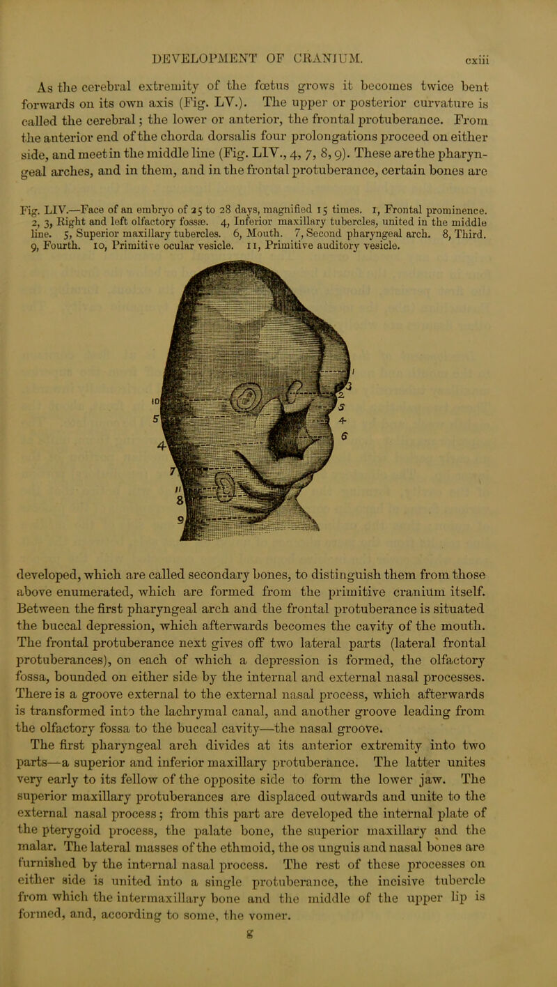 cxm As the cerebral extremity of the foetus grows it becomes twice bent forwards on its own axis (Fig. LV.). The upper or posterior curvature is called the cerebral; the lower or anterior, the frontal protuberance. From the anterior end of the chorda dorsalis four prolongations proceed on either side, and meetin the middle line (Fig. LIV., 4, 7, 8,9). These are the pharyn- geal arches, and in them, and in the frontal protuberance, certain bones arc Fig. LIV.—Face of an embryo of 25 to 28 days, magnified 15 times. I, Frontal prominence. 2, 3, Right and left olfactory fossae. 4, Inferior maxillary tubercles, united in the middle line. 5, Superior maxillary tubercles. 6, Mouth. 7, Second pharyngeal arch. 8, Third. 9, Fourth. 10, Primitive ocular vesicle. 11, Primitive auditory vesicle. developed, which are called secondary bones, to distinguish them from those above enumerated, which are formed from the primitive cranium itself. Between the first pharyngeal arch and the frontal protuberance is situated the buccal depression, which afterwards becomes the cavity of the mouth. The frontal protuberance next gives off two lateral parts (lateral frontal protuberances), on each of which a depression is formed, the olfactory fossa, bounded on either side by the internal and external nasal processes. There is a groove external to the external nasal process, which afterwards is transformed into the lachrymal canal, and another groove leading from the olfactory fossa to the buccal cavity—the nasal groove. The first pharyngeal arch divides at its anterior extremity into two parts-—a superior and inferior maxillary protuberance. The latter unites very early to its fellow of the opposite side to form the lower jaw. The superior maxillary protuberances are displaced outwards and unite to the external nasal process; from this part are developed the internal plate of the pterygoid process, the palate bone, the superior maxillary and the malar. The lateral masses of the ethmoid, the os unguis and nasal bones are furnished by the internal nasal process. The rest of these processes on either side is united into a single protuberance, the incisive tubercle from which the intermaxillary bone and the middle of the upper lip is formed, and, according to some, the vomer. g