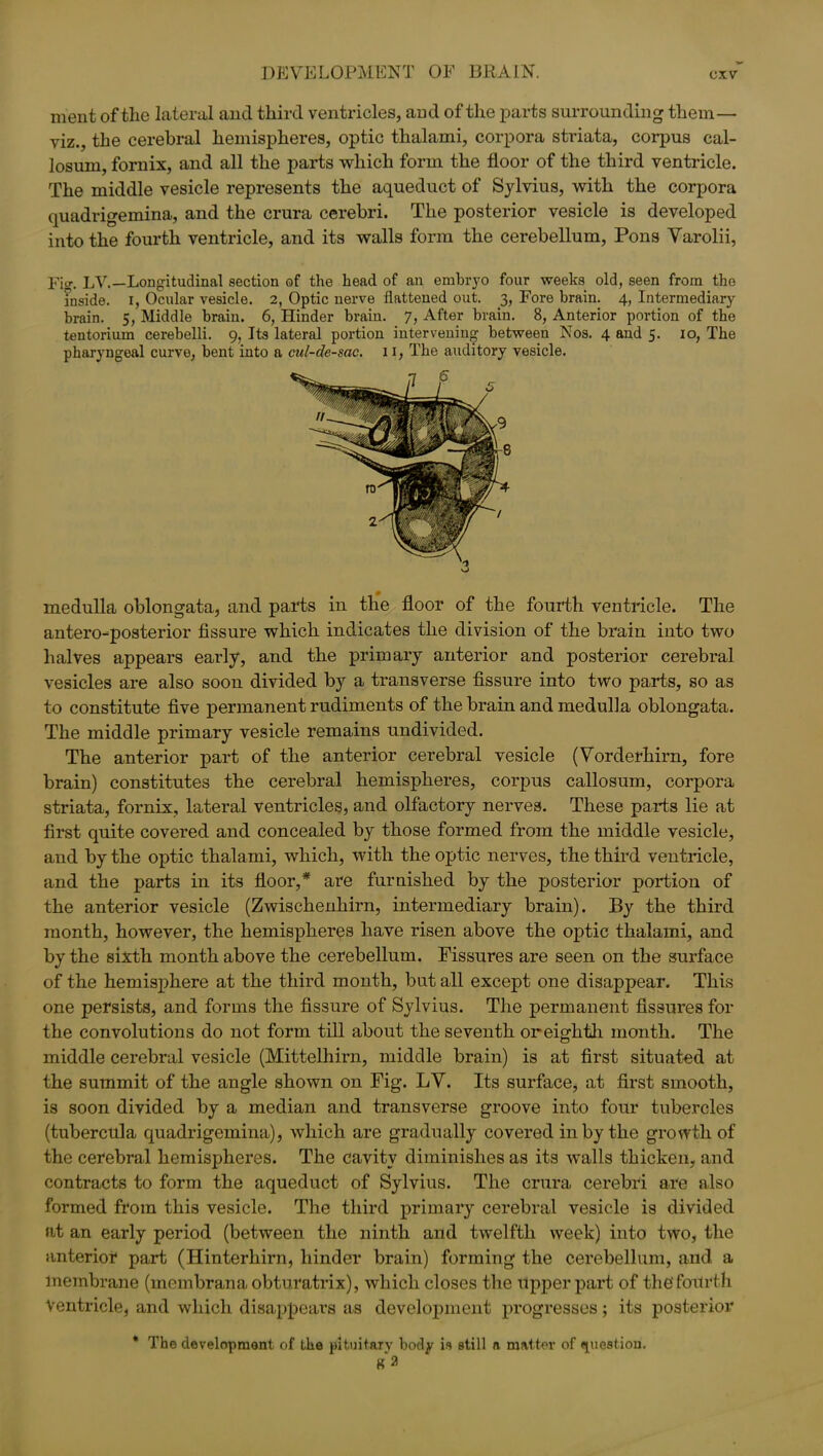 ment of the lateral and third ventricles, and of the parts surrounding them— viz., the cerebral hemispheres, optic thalami, corpora striata, corpus cal- losum, fornix, and all the parts which form the floor of the third ventricle. The middle vesicle represents the aqueduct of Sylvius, with the corpora quadrigemina, and the crura cerebri. The posterior vesicle is developed into the fourth ventricle, and its walls form the cerebellum, Pons Varolii, Fi°\ LV.—Longitudinal section of the head of an embryo four weeks old, seen from the inside. I, Ocular vesicle. 2, Optic nerve flattened out. 3, Fore brain. 4, Intermediary brain. 5, Middle brain. 6, Hinder brain. 7, After brain. 8, Anterior portion of the tentorium cerebelli. 9, Its lateral portion intervening between Nos. 4 and 5. 10, The pharyngeal curve, bent into a cul-de-sac. 11, The auditory vesicle. medulla oblongata, and parts in the floor of the fourth ventricle. The antero-posterior fissure which indicates the division of the brain into two halves appears early, and the primary anterior and posterior cerebral vesicles are also soon divided by a transverse fissure into two parts, so as to constitute five permanent rudiments of the brain and medulla oblongata. The middle primary vesicle remains undivided. The anterior part of the anterior cerebral vesicle (Vorderhirn, fore brain) constitutes the cerebral hemispheres, corpus callosum, corpora striata, fornix, lateral ventricles, and olfactory nerves. These parts lie at first quite covered and concealed by those formed from the middle vesicle, and by the optic thalami, which, with the optic nerves, the third ventricle, and the parts in its floor,* are furnished by the posterior portion of the anterior vesicle (Zwischenhirn, intermediary brain). By the third month, however, the hemispheres have risen above the optic thalami, and by the sixth month above the cerebellum. Fissures are seen on the surface of the hemisphere at the third month, but all except one disappear. This one persists, and forms the fissure of Sylvius. The permanent fissures for the convolutions do not form till about the seventh or eighth month. The middle cerebral vesicle (Mittelhirn, middle brain) is at first situated at the summit of the angle shown on Fig. LY. Its surface, at first smooth, is soon divided by a median and transverse groove into four tubercles (tubercula quadrigemina), which are gradually covered in by the growth of the cerebral hemispheres. The cavity diminishes as its walls thicken, and contracts to form the aqueduct of Sylvius. The crura cerebri are also formed from this vesicle. The third primary cerebral vesicle is divided at an early period (between the ninth and twelfth week) into two, the anterior part (Hinterhirn, hinder brain) forming the cerebellum, and a membrane (membranaobturatrix), which closes the upper part of the fourth Ventricle, and which disappears as development progresses; its posterior * The development of the pituitary body is still a matter of question.