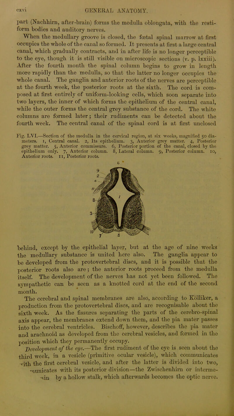 part (Nachliirn, after-brain) forms the medulla oblongata, with the resti- form bodies and auditory nerves. When the medullary groove is closed, the foetal spinal marrow at first occupies the whole of the canal so formed. It presents at first a large central canal, which gradually contracts, and in after life is no longer perceptible to the eye, though it is still visible on microscopic sections (v. p. lxxiii). After the fourth month the spinal column begins to grow in length more rapidly than the medulla, so that the latter no longer occupies the whole canal. The ganglia and anterior roots of the nerves are perceptible at the fourth week, the posterior roots at the sixth. The cord is com- posed at first entirely of uniform-looking cells, which soon separate into two layers, the inner of which forms the epithelium of the central canal, while the outer forms the central grey substance of the cord. The white columns are formed later; their rudiments can be detected about the fourth week. The central canal of the spinal cord is at first unclosed Fig. LVI.—Section of the medulla in the cervical region, at six weeks, magnified 50 dia- meters. 1, Central canal. 2, Its epithelium. 3, Anterior grey matter. 4, Posterior grey matter. 5, Anterior commissure. 6, Posterior portion of the canal, closed by the epithelium only. 7, Anterior column. 8, Lateral column. 9, Posterior column. 10, Anterior roots. 11, Posterior roots. behind, except by the epithelial layer, but at the age of nine weeks the medullary substance is united here also. The ganglia appear to be developed from the proto vertebral discs, and it is possible that the posterior roots also are; the anterior roots proceed from the medulla itself. The development of the nerves has not yet been followed. The sympathetic can be seen as a knotted cord at the end of the second month. The cerebral and Spinal membranes are also, according to Kolliker, a production from the protovertebral discs, and are recognisable about the sixth week. As the fissures separating the parts of the cerebro-spinal axis appear, the membranes extend down them, and the pia mater passes into the cerebral ventricles. Bisclioff, however, describes the pia mater and arachnoid as developed from the cerebral vesicles, and formed in the position which they permanently occupy. Development of the eye.—The first rudiment of the eye is seen about the third week, in a vesicle (primitive ocular vesicle), which communicates mth the first cerebral vesicle, and after the latter is divided into two, municates with its posterior division—the Zwischenliirn or interme- din by a hollow stalk, which afterwards becomes the optic nerve.
