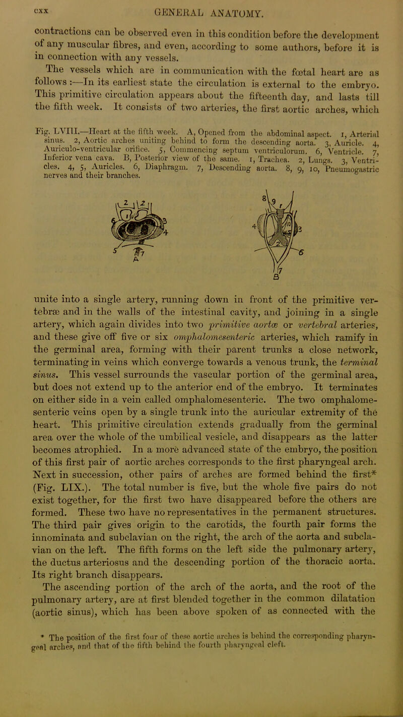 contractions can bo observed even in this condition before the development of any muscular fibres, and even, according to some authors, before it is in connection with any vessels. The vessels which are in communication with the foetal heart are as follows : Tn its earliest state the circulation is external to the embryo. This primitive circulation appears about the fifteenth day, and lasts till the fifth week. It consists of two arteries, the first aortic arches, which Fig. LYIII.—Heart at the fifth week. A, Opened from the abdominal aspect. I, Arterial sinus. 2, Aortic arches uniting behind to form the descending aorta. 3, Auricle. 4, Auriculo-ventricular orifice. 5, Commencing septum ventriculorum. 6, Ventricle. 7’ Inferior vena cava. B, Posterior view of the same. 1, Trachea. 2, Lungs. 3, Ventri- cles. 4; 5> Auricles. 6, Diaphragm. y) Descending aorta. 8, g, 10, Pneumogastric nerves and their branches. unite into a single artery, running down in front of the primitive ver- tebrae and in the walls of the intestinal cavity, and joining in a single artery, which again divides into two 'primitive aortce or vertebral arteries, and these give off five or six omphalomesenteric arteries, which ramify in the germinal area, forming with their parent trunks a close network, terminating in veins which converge towards a venous trunk, the terminal sinus. This vessel surrounds the vascular portion of the germinal area, but does not extend up to the anterior end of the embryo. It terminates on either side in a vein called omphalomesenteric. The two omphalome- senteric veins open by a single trunk into the auricular extremity of the heart. This primitive circulation extends gradually from the germinal area over the whole of the umbilical vesicle, and disappears as the latter becomes atrophied. In a more advanced state of the embryo, the position of this first pair of aortic arches corresponds to the first pharyngeal arch. Next in succession, other pairs of arches are formed behind the first* (Fig. LIX.). The total number is five, but the whole five pairs do not exist together, for the first two have disappeared before the others are formed. These two have no representatives in the permanent structures. The third pair gives origin to the carotids, the fourth pair forms the innominata and subclavian on the right, the arch of the aorta and subcla- vian on the left. The fifth forms on the left side the pulmonary artery, the ductus arteriosus and the descending portion of the thoracic aorta. Its right branch disappears. The ascending portion of the arch of the aorta, and the root of the pulmonary artery, are at first blended together in the common dilatation (aortic sinus), which has been above spoken of as connected with the * The position of the first four of these aortic arches is behind the corresponding pharyn- geal arches, and that of the fifth behind the fourth pharyngeal cleft.