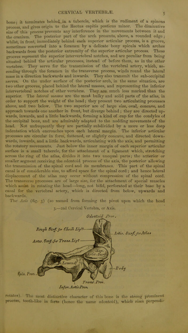 bone; it terminates behind.in a tubercle, whicli is the rudiment of a spinous process, and gives origin to the Rectus capitis posticus minor. The diminutive size of this process prevents any interference in the movements between it and the cranium. The posterior part of the arch presents, above, a rounded edge ; whilst, in front, immediately behind each superior articular process, is a groove, sometimes converted into a foramen by a delicate bony spicula which arches backwards from the posterior extremity of the superior articular process. These grooves represent the superior intervertebral notches, and are peculiar from being situated behind the articular processes, instead of before them, as in the other vertebra?. They serve for the transmission of the vertebral artery, which, as- cending through the foramen in the transverse process, wijids round the lateral mass in a direction backwards and inwards. They also transmit the sub-occipital nerves. On the under surface' of the posterior arch, in the same situation, are two other grooves, placed behind the lateral masses, and representing the inferior intervertebral notches of other vertebrae. They are much less marked than the superior. The lateral masses are the most bulky and solid parts of the atlas, in order to support the weight of the head; they present two articulating processes above, and two below. The two superior are of large size, oval, concave, and approach towards one another in front, but diverge behind ; they are directed up- wards, inwards, and a little backwards, forming a kind of cup for the condyles of the occipital bone, and are admirably adapted to the nodding movements of the head. Hot unfrequently they are partially subdivided by a more or less deep indentation which encroaches upon each lateral margin. The inferior articular processes are circular in form, flattened, or slightly concave, and directed down- wards, inwards, and a little backwards, articulating with the axis, and permitting the rotatory movements. Just below the inner margin of each superior articular surface is a small tubercle, for the attachment of a ligament which, stretching across the ring of the atlas, divides it into two unequal parts; the anterior or smaller segment receiving the odontoid process of the axis, the posterior allowing the transmission of the spinal cord and its membranes. This part of the spinal canal is of considerable size, to afford space for the spinal cord ; and hence lateral displacement of the atlas may occur without compression of the spinal cord. The transverse processes are of large size, for the attachment of special muscles which assist in rotating the head—long, not bifid, perforated at their base by a canal for the vertebral artery, which is directed from below, upwards and backwards. The Axis (fig. 3) (so named from forming the pivot upon which the head 3.—2nd Cervical Vertebra, or Axis. Odontoid P'roc „ rotates). The most distinctive character of this bone is the strong prominent process, tooth-like in forta (hence the name odontoid), which rises fbrpondi-