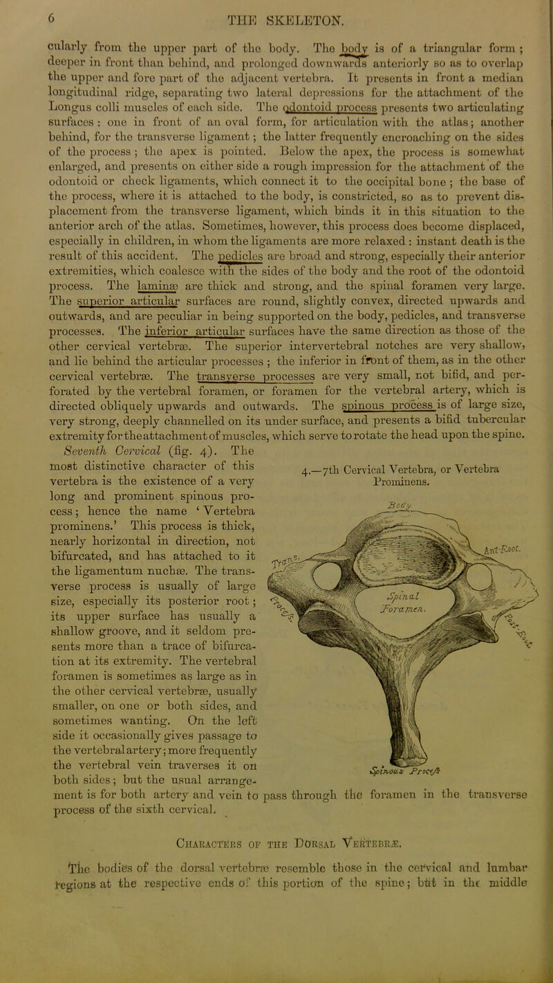 Tho body is of a triangular form ; wards cularly from tho upper part of tlio body, deeper in front than behind, and prolonged downwards anteriorly so as to overlap the upper and fore part of the adjacent vertebra. It presents in front a median longitudinal ridge, separating two lateral depressions for the attachment of the Longus colli muscles of each side. The odontoid process presents two articulating surfaces : one in front of an oval form, for articulation with the atlas; another behind, for the transverse ligament; the latter frequently encroaching on the sides of the process ; the apex is pointed. Below the apex, the process is somewhat enlarged, and presents on either side a rough impression for the attachment of the odontoid or check ligaments, which connect it to the occipital bone ; the base of the process, where it is attached to the body, is constricted, so as to prevent dis- placement from the transverse ligament, which binds it in this situation to the anterior arch of the atlas. Sometimes, however, this process does become displaced, especially in children, in whom the ligaments are more relaxed : instant death is the result of this accident. The pedicles are broad and strong, especially their anterior extremities, which coalesce with the sides of the body and the root of the odontoid process. The lainhuo are thick and strong, and the spinal foramen very large. The superior articular surfaces are round, slightly convex, directed upwards and outwards, and are peculiar in being supported on the body, pedicles, and transverse processes. The inferior articular surfaces have the same direction as those of the other cervical vertebrae. The superior intervertebral notches are very shallow, and lie behind the articular processes ; the inferior in front of them, as in the other cervical vertebrae. The transverse processes are very small, not bifid, and per- forated by the vertebral foramen, or foramen for the vertebral artery, which is directed obliquely upwards and outwards. The spinous process is of large size, very strong, deeply channelled on its under surface, and presents a bifid tubercular extremity for theattachment of muscles, which serve to rotate the head upon the spine. Seventh Cervical (fig. 4). The 4.—7th Cervical Vertebra, or Vertebra Prominens. Body moat distinctive character of this vertebra is the existence of a very long and prominent spinous pro- cess; hence the name ‘Vertebra prominens.’ This process is thick, nearly horizontal in direction, not bifurcated, and has attached to it the ligamentum nuchas. The trans- verse process is usually of large size, especially its posterior root; its upper surface has usually a shallow groove, and it seldom pre- sents more than a trace of bifurca- tion at its extremity. The vertebral foramen is sometimes as large as in the other cervical vertebrae, usually smaller, on one or both sides, and sometimes wanting, On the left side it occasionally gives passage to the vertebral artery; more frequently the vertebral vein traverses it on both sides; but the usual arrange- ment is for both artery and vein to pass through the foramen in the transverse process of the sixth cervical. tfyinous Froc'Ji Characters of the Dorsal Vertebral The bodies of the dorsal vertebrae resemble those in the cervical and lumbar regions at the respective ends of this portion of the spine; bfit in the middle