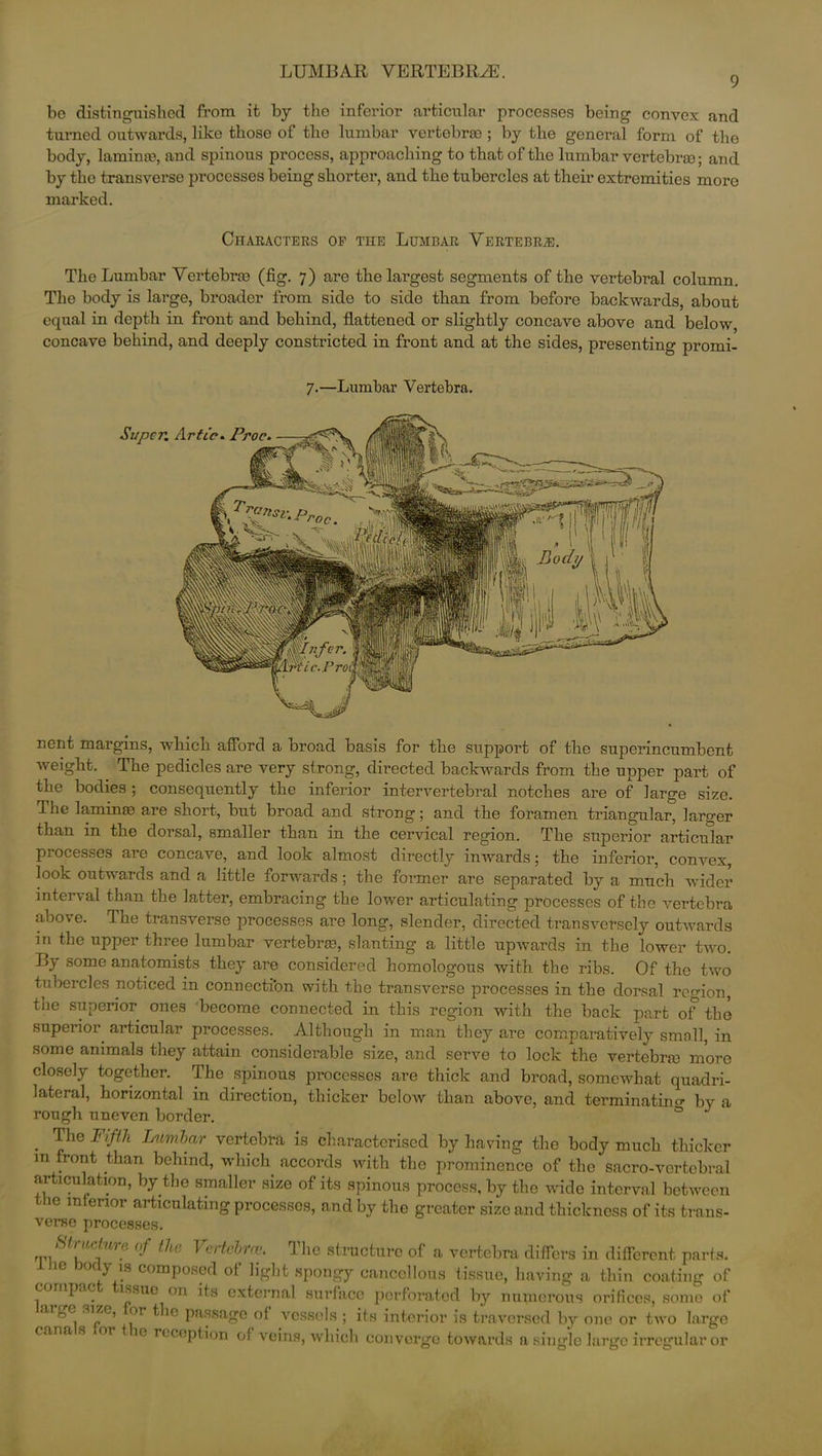 9 bo distinguished from it by the inferior articular processes being convex and turned outwards, like those of the lumbar vertebras ; by the general form of the body, lamina), and spinous process, approaching to that of the lumbar vertebras; and by the transverse processes being shorter, and the tubercles at their extremities more marked. Characters of the Lumbar Vertebrae. The Lumbar Vertebras (fig. 7) are the largest segments of the vertebral column. The body is large, broader from side to side than from before backwards, about equal in depth in front and behind, flattened or slightly concave above and below, concave behind, and deeply constricted in front and at the sides, presenting promi- 7.—Lumbar Vertebra. nent margins, which afford a broad basis for the support of the superincumbent weight. The pedicles are very strong, directed backwards from the upper part of the bodies ; consequently the inferior intervertebral notches are of large size. Ihe laminre are short, but broad and strong; and the foramen triangular, larger than in the dorsal, smaller than in the cervical region. The superior articular processes are concave, and look almost directly inwards; the inferior, convex, look outwards and a little forwards; the former are separated by a much wider interval than the latter, embracing the lower articulating processes of the vertebra above. The transverse processes are long, slender, directed transversely outwards in the upper three lumbar vertebra), slanting a little upwards in the lower two. By some anatomists they are considered homologous with the ribs. Of the two tubercles noticed in connection with the transverse processes in the dorsal region, the superior ones become connected in this region with the back part of tho superior, articular processes. Although in man they are comparatively small, in some animals they attain considerable size, and serve to lock the vertebra) more closely together. The spinous processes are thick and broad, somewhat quadri- lateral, horizontal in direction, thicker below than above, and terminating by a rough uneven border. 0 J . Th® Fifth Lumbar vertebra is characterised by having the body much thicker m front than behind, which accords with the prominence of the sacro-vertebral articulation, by the smaller size of its spinous process, by the wide interval between the interior articulating processes, and by the greater size and thickness of its trans- verse processes. Mmctwre of the Vertebrai. The structure of a vertebra differs in different parts, ic body is composed of light spongy cancellous tissue, having a thin coating of c P‘ ® issue on its external surface perforated by numerous orifices, some of arge size, for the passage of vessels ; its interior is traversed by one or two large cana s or t ic reception of veins, which converge towards a single large irregular or