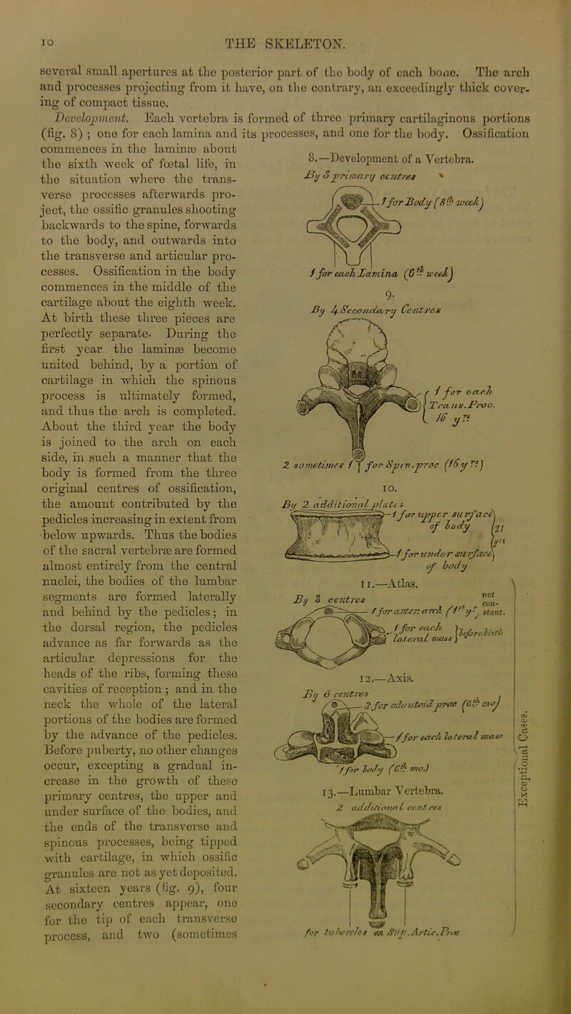 8.—Development of a Vertebra. J3xj S jrrt.marj oentres % / for .Body f8(1' xocc/cj f for each lamina (6 weekJ 9- By /f-$eco//.cUvTy Centre# {/ far each Tra.uit.Proo. UJ several small apertures at the posterior part of the body of eacli bone. The arch and processes projecting’ from it have, on the contrary, an exceedingly thick cover- ing of compact tissue. Development. Each vertebra is formed of three primary cartilaginous portions (fig. 8) ; one for each lamina and its processes, and one for the body. Ossification commences in the laminae about the sixth week of foetal life, in the situation where the trans- verse processes afterwards pro- ject, the ossific granules shooting backwards to the spine, forwards to the body, and outwards into the transverse and articular pro- cesses. Ossification in the body commences in the middle of the cartilage about the eighth week. At birth these three pieces are perfectly separate- During the first year the laminae become united behind, by a portion of cartilage in which the spinous process is ultimately formed, and thus the arch is completed. About the third year the body is joined to the arch on each side, in such a manner that the body is formed from the three original centres of ossification, the amount contributed by the pedicles increasing in extent from below upwards. Thus the bodies of the sacral vertebras are formed almost entirely from the central nuclei, the bodies of the lumbar segments are formed laterally and behind by the pedicles; in the dorsal region, the pedicles advance as far forwards as the articular depressions for the heads of the ribs, forming these cavities of reception ; and in the neck the whole of the lateral portions of the bodies are formed by the advance of the pedicles. Before puberty, no other changes occur, excepting a gradual in- crease in the growth of these primary centres, the upper and under surface of the bodies, and the ends of the transverse and spinous processes, being tipped with cartilage, in which ossific granules are not as yet deposited. At sixteen years (fig. 9), four secondary centres appear, ono for the tip of each transverse process, and two (sometimes Z sometimes { j for Up tn.proc. (i 6 y Tf J IO. By 2 additional plate s f-1 for upper surfaced. ‘of body L/ (y's for under stir feted of body ll.—'Atlas. \ o . not 3 centres con_ centres — /foranter:ared f1-'yr/ slant. 1 for e ei c.Ji, la.t.eral mass ylirfii 12.—Axis. o/j 6 centres 3-for odontoidproe fcftnoj ,£\ * /for each la teral mas' ' /for Indy (Cf mo.) Lumbar Vertebra. additional cent res for tubercles on St)p.Artie.Pnre Exceptional Cases.