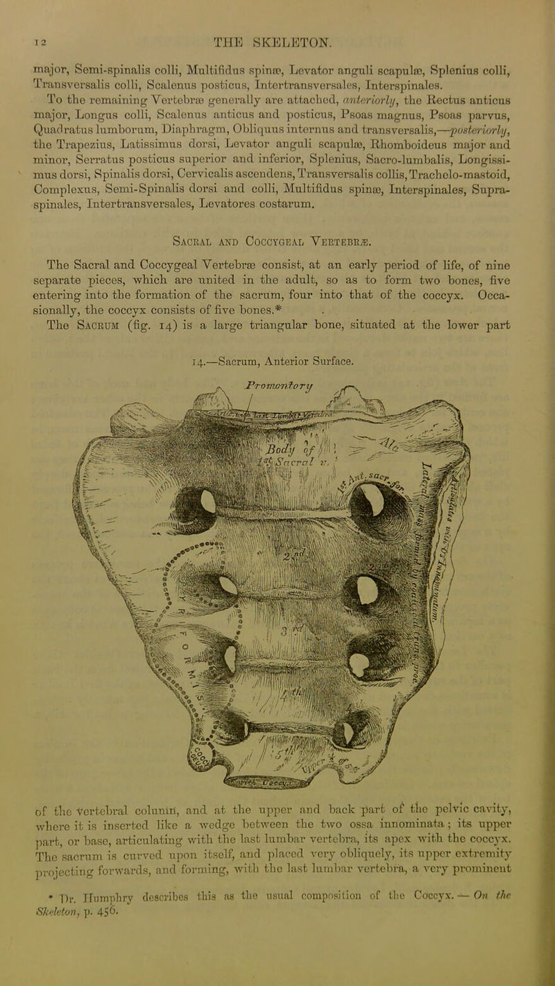 major, Semi-spinalis colli, Multifidus spina?, Levator anguli scapula?, Splonius colli, Transversalis colli, Scalenus posticus, Intertransversales. Interspinales. To the remaining Vertebra? generally are attached, anteriorly, the Rectus anticus major, Longus colli, Scalenus anticus and posticus, Psoas magnus, Psoas parvus, Quadratus lumborum, Diaphragm, Obliquus internus and transversalis,—'posteriorly, the Trapezius, Latissimus dorsi, Levator anguli scapula?, Rhomboideus major and minor, Serratus posticus superior and inferior, Splenius, Sacro-lumbalis, Longissi- mus dorsi, Spinalis dorsi, Cervicalis ascendens, Transversalis collis, Trachelo-mastoid, Complexes, Semi-Spinalis dorsi and colli, Multifidus spina?, Interspinales, Supra- spinales, Intertransversales, Levatores costarum. Sacral and Coccygeal Vertebra. The Sacral and Coccygeal Vertebra? consist, at an early period of life, of nine separate pieces, which are united in the adult, so as to form two bones, five entering into the formation of the sacrum, four into that of the coccyx. Occa- sionally, the coccyx consists of five bones.* The Sacrum (fig. 14) is a large triangular bone, situated at the lower part 14.—Sacrum, Anterior Surface. of the Vertebral column, and at the upper and back part of the pelvic cavity, where it is inserted like a wedge between the two ossa innominata; its upper part, or base, articulating with the last lumbar vertebra, its apex with the coccyx. The sacrum is curved upon itself, and placed very obliquely, its upper extremity projecting forwards, and forming, with the last lumbar vertebra, a very prominent * Dr. Humphry describes this ns the usual composition of the Coccyx. — On the Skeleton, p. 45^-