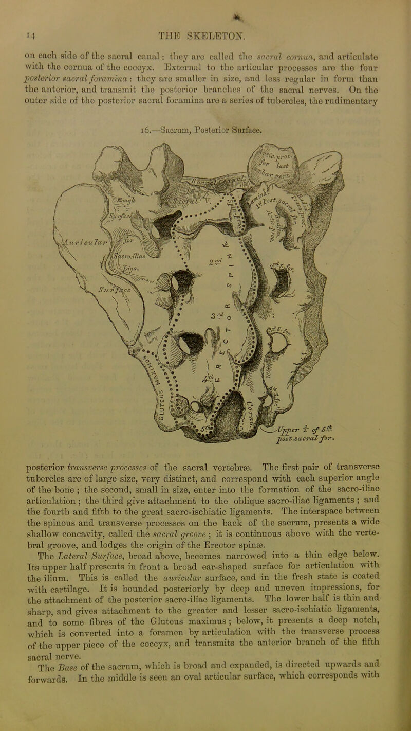 on each side of the sacral canal: they are called the sacral cornua, and articulate with the cornua of the coccyx. External to the articular processes are the four posterior sacral foramina: they are smaller in size, and less regular in form than the anterior, and transmit tho posterior branches of the sacral nerves. On the outor side of tho posterior sacral foramina are a series of tubercles, the rudimentary posterior transverse 'processes of the sacral vertebras. The first pair of transverse tubercles are of large size, very distinct, and correspond with each superior angle of the bone ; the second, small in size, enter into the formation of the sacro-iliac articulation ; the third give attachment to the oblique sacro-iliac ligaments ; and the fourth and fifth to the great sacro-ischiatic ligaments. The interspace between the spinous and transverse processes on the back of the sacrum, presents a wide shallow concavity, called the sacral groove ; it is continuous above with the verte- bral groove, and lodges the origin of the Erector spinse. The Lateral Surface, broad above, becomes narrowed into a thin edge below. Its upper half presents in front a broad ear-shaped surface for articulation with the ilium. This is called the auricular surface, and in the fresh state is coated with cartilage. It is bounded posteriorly by deep and uneven impressions, for the attachment of the posterior sacro-iliac ligaments. Tho lower half is thin and sharp, and gives attachment to the greater and lesser sacro-ischiatic ligaments, and to some fibres of the Gluteus maximus ; below, it presents a deep notch, which is converted into a foramen by articulation with tho transverse process of the upper piece of the coccyx, and transmits the anterior branch of the fifth sacral nerve. . The Base of the sacrum, which is broad and expanded, is directed upwards and forwards. In the middle is seen an oval articular surface, which corresponds with