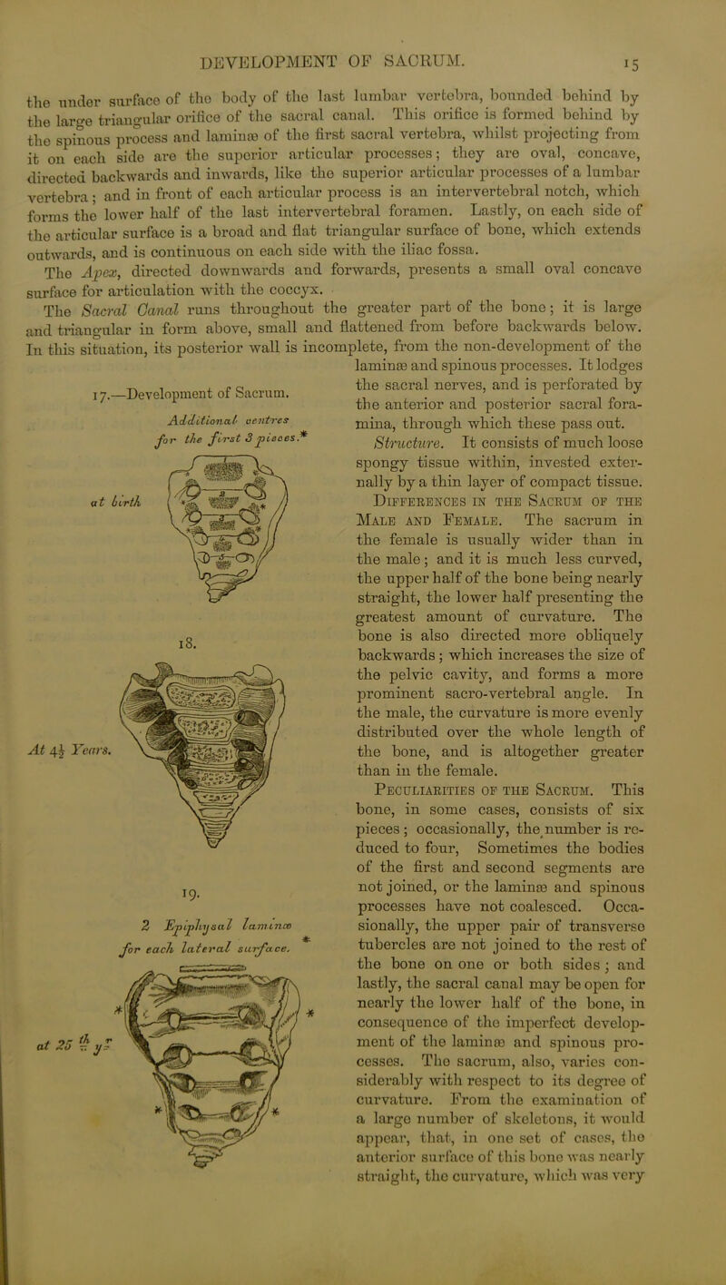 DEVELOPMENT OF SACRUM. the under surface of the body of the last lumbar vertebra, bounded behind by the large triangular orifice of the sacral canal. This orifice is formed behind by the spinous process and lamince of the first sacral vertebra, whilst projecting from it on each side are the superior articular processes; they are oval, concave, directed backwards and inwards, like the superior articular processes of a lumbar vertebra • and in front of each articular process is an intervertebral notch, which forms the lower half of the last intervertebral foramen. Lastly, on each side of the articular surface is a broad and flat triangular surface of bone, which extends outwards, and is continuous on each side with the iliac fossa. The Apex, directed downwards and forwards, presents a small oval concave surface for articulation with the coccyx. The Sacral Canal runs throughout the greater part of the bone; it is large and triangular in form above, small and flattened from before backwards below. In this situation, its posterior wall is incomplete, from the non-development of the 17.—Development of Sacrum. Additional- ventres eor the first 3 pieces* laminae ancl spinous processes. It lodges the sacral nerves, and is perforated by the anterior and posterior sacral fora- mina, through which these pass out. Structure. It consists of much loose spongy tissue within, invested exter- nally by a thin layer of compact tissue. Differences in the Sacrum of the Male and Female. The sacrum in the female is usually wider than in the male; and it is much less curved, the upper half of the bone being nearly straight, the lower half presenting the greatest amount of curvature. The bone is also directed more obliquely backwards ; which increases the size of the pelvic cavity, and forms a more prominent sacro-vertebral angle. In the male, the curvature is more evenly distributed over the whole length of the bone, and is altogether greater than in the female. Peculiarities of the Sacrum. This bone, in some cases, consists of six pieces ; occasionally, the, number is re- duced to four, Sometimes the bodies of the first and second segments are not joined, or the lamime and spinous processes have not coalesced. Occa- sionally, the upper pair of transverso tubercles are not joined to the rest of the bone on one or both sides ; and lastly, the sacral canal may be open for nearly the lower half of the bone, in consequence of the imperfect develop- ment of the laminm and spinous pro- cesses. The sacrum, also, varies con- siderably with respect to its degree of curvature. From the examination of a large number of skeletons, it would appear, that, in one set of cases, the anterior surface of this bone was nearly straight, the curvature, which was very