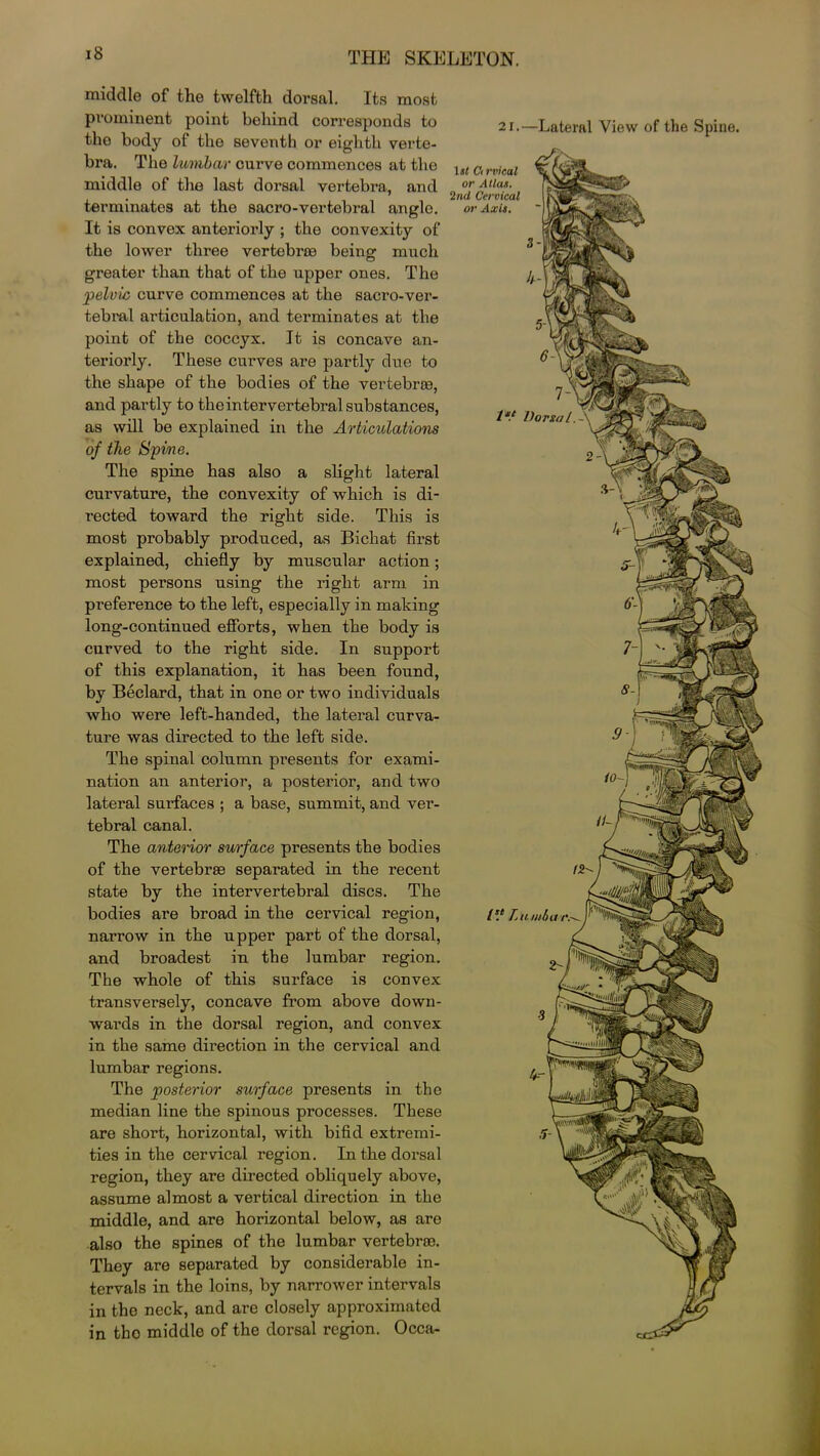 middle of the twelfth dorsal. Its most prominent point behind corresponds to the body of the seventh or eighth verte- bra. The lumbar curve commences at the middle of the last dorsal vertebra, and terminates at the sacro-vertebral angle. It is convex anteriorly ; the convexity of the lower three vertebras being much greater than that of the upper ones. The pelvic curve commences at the sacro-ver- tebral articulation, and terminates at the point of the coccyx. It is concave an- teriorly. These curves are partly due to the shape of the bodies of the vertebras, and partly to the intervertebral substances, as will be explained in the Articulations of the Spine. The spine has also a slight lateral curvature, the convexity of which is di- rected toward the right side. This is most probably produced, as Bichat first explained, chiefly by muscular action; most persons using the right arm in preference to the left, especially in making long-continued efforts, when the body is curved to the right side. In support of this explanation, it has been found, by Beclard, that in one or two individuals who were left-handed, the lateral curva- ture was directed to the left side. The spinal column presents for exami- nation an anterior, a posterior’, and two lateral surfaces ; a base, summit, and ver- tebral canal. The antenor surface presents the bodies of the vertebrae separated in the recent state by the intervertebral discs. The bodies are broad in the cervical region, narrow in the upper part of the dorsal, and broadest in the lumbar region. The whole of this surface is convex transversely, concave from above down- wards in the dorsal region, and convex in the same direction in the cervical and lumbar regions. The posterior surface presents in the median line the spinous processes. These are short, horizontal, with bifid extremi- ties in the cervical region. In the dorsal region, they are directed obliquely above, assume almost a vertical direction in the middle, and are horizontal below, as are also the spines of the lumbar vertebras. They are separated by considerable in- tervals in the loins, by narrower intervals in the neck, and are closely approximated in tho middle of the dorsal region. Occa- 21.—Lateral View of the Spine. 1 st Ci rvieal or Atlas. 2nd Cervical or Axis. Is.1 Lumbar