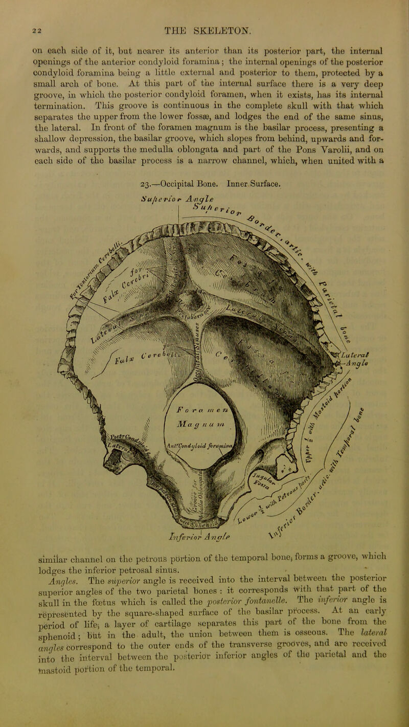 on each side of it, but noarer its anterior than its posterior part, the internal openings of the anterior condyloid foramina ; the internal openings of the posterior condyloid foramina being a little external and posterior to them, protected by a small arch of bone. At this part of the internal surface there is a very deep groove, in which the posterior condyloid foramen, when it exists, has its internal termination. This groove is continuous in the complete skull with that which separates the upper from the lo wer fossae, and lodges the end of the same sinus, the lateral. In front of the foramen magnum is the basilar process, presenting a shallow depression, the basilar groove, which slopes from behind, upwards and for- wards, and supports the medulla oblongata and part of the Pons Varolii, and on each side of the basilar process is a narrow channel, which, when united with a 23.—Occipital Bone. Inner Surface. similar channel on the petrous portion of the temporal bonCj forms a groove, which lodges the inferior petrosal sinus. Angles. The superior angle is received into the interval between the posterior supei’ior angles of the two parietal bones : it corresponds with that part of the skull in the foetus which is called the posterior fontanelle. The infei wi angle is represented by the square-shaped surface of the basilar process. At an early period of life^ a layer of cartilage separates this part of the bone from the sphenoid; but in the adult, the union between them is osseous. The lateral angles correspond to the outer ends of the transverse grooves, and arc received into the interval between the posterior inferior angles of tlio parietal and the mastoid portion of the temporal.