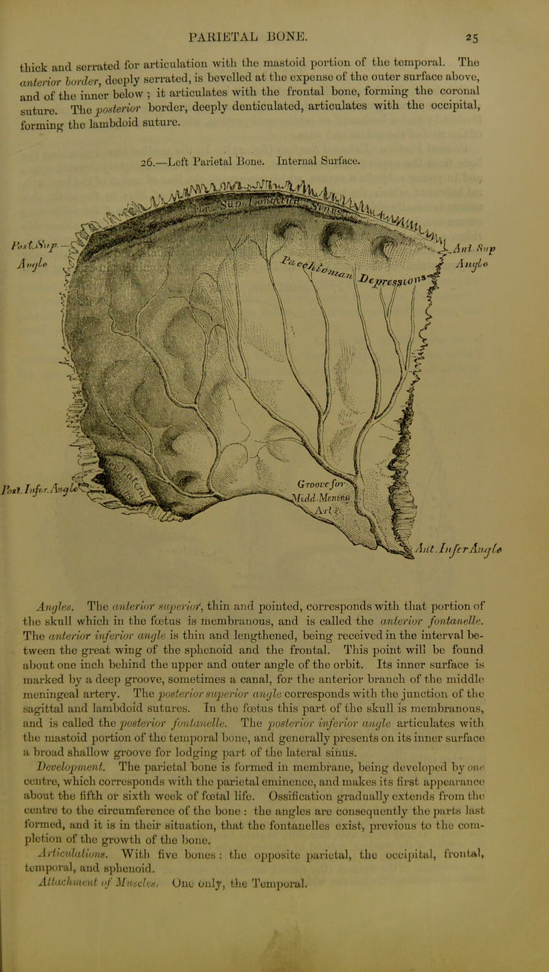 thick and serrated for articulation with the mastoid portion of the temporal. The anterior border, deeply serrated, is bevelled at the expense of the outer surface above, and of the inner bolow ; it articulates with the frontal bone, forming the coronal suture. The posterior border, deeply denticulated, articulates with the occipital, forming tho lambdoid suture. 26.—Left Parietal Bone. Internal Surface. mlt. Infer Anrj C& Anl Sup Angle Angles. The anterior superior, thin and pointed, corresponds with that portion of the skull which in the foetus is membranous, and is called the anterior fontanelle. The anterior inferior angle is thin and lengthened, being received in the interval be- tween the great wing of the sphenoid and the frontal. This point will be found about one inch behind the upper and outer angle of the orbit. Its inner surface is marked by a deep groove, sometimes a canal, for the anterior branch of the middle meningeal artery. The posterior superior angle corresponds with the junction of the sagittal and lambdoid sutures. In the foetus this part of the skull is membranous, and is called the posterior fontanelle. The posterior inferior angle articulates with the mastoid portion of the temporal bone, and generally presents on its inner surface a broad shallow groove for lodging part of the lateral sinus. Development. The parietal bone is formed in membrane, being developed hy one centre, which corresponds with the parietal eminence, and makes its first appearance about the fifth or sixth week of foetal life. Ossification gradually extends from the centre to the circumference of the bone : the angles are consequently the parts last formed, and it is in their situation, that the fontanelles exist, previous to tho com- pletion of the growth of the bone. Articulations. With five bones : the opposite parietal, the occipital, frontal, temporal, and sphenoid. Attachment o) Muscles 1 One Only, the Temporal.