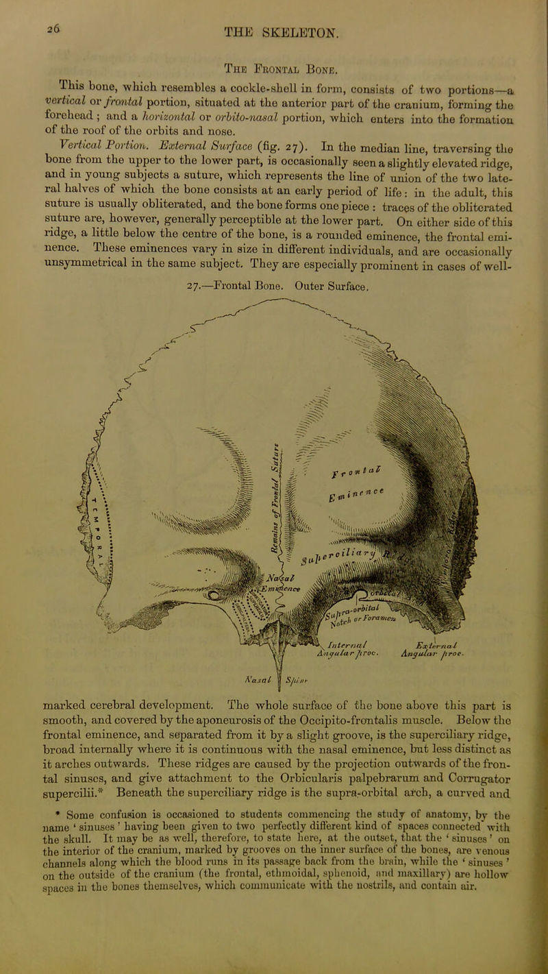 The Frontal Bone. This bone, which resembles a cockle-shell in form, consists of two portions—a vertical or frontal portion, situated at the anterior part of the cranium, forming the foiehcad ; and a horizontal or orhito-nasal portion, which enters into the formation of the roof of the orbits and nose. Vertical Portion. External Surface (fig. 27). In the median line, traversing the bone from the upper to the lower part, is occasionally seen a slightly elevated ridge, and in young subjects a suture, which represents the line of union of the two late- lal halves of which the bone consists at an early period of life: in the adult, this sutuie is usually obliterated, and the bone forms one piece : traces of the obliterated sutuio aie, however, generally perceptible at the lower part. On either side of this lidge, a little below the centre of the bone, is a rounded eminence, the frontal emi- nence. rLhese eminences vary in size in different individuals, and are occasionally unsymmetrical in the same subject. They are especially prominent in cases of well- 27.—Frontal Bone. Outer Surface. marked cerebral development. The whole surface of the bone above this part is smooth, and covered by the aponeurosis of the Occipito-frontalis muscle. Below the frontal eminence, and separated from it by a slight groove, is the superciliary ridge, broad internally where it is continuous with the nasal eminence, but less distinct as it arches outwards. These ridges are caused by the projection outwards of the fron- tal sinuses, and give attachment to the Orbicularis palpebrarum and Corrugator supercilii.* Beneath the superciliary ridge is the supra-orbital arch, a curved and * Some confusion is occasioned to students commencing the study of anatomy, by the name ‘ sinuses ’ having been given to two perfectly different kind of spaces connected with the skull. It may be as well, therefore, to state here, at the outset, that the ‘sinuses’ on the interior of the cranium, marked by grooves on the inner surface of the bones, are venous channels along which the blood runs in its passage back from the brain, while the ‘ sinuses ’ on the outside of the cranium (the frontal, ethmoidal, sphenoid, and maxillary) are hollow spaces in the bones themselves, which communicate with the nostrils, and contain air.