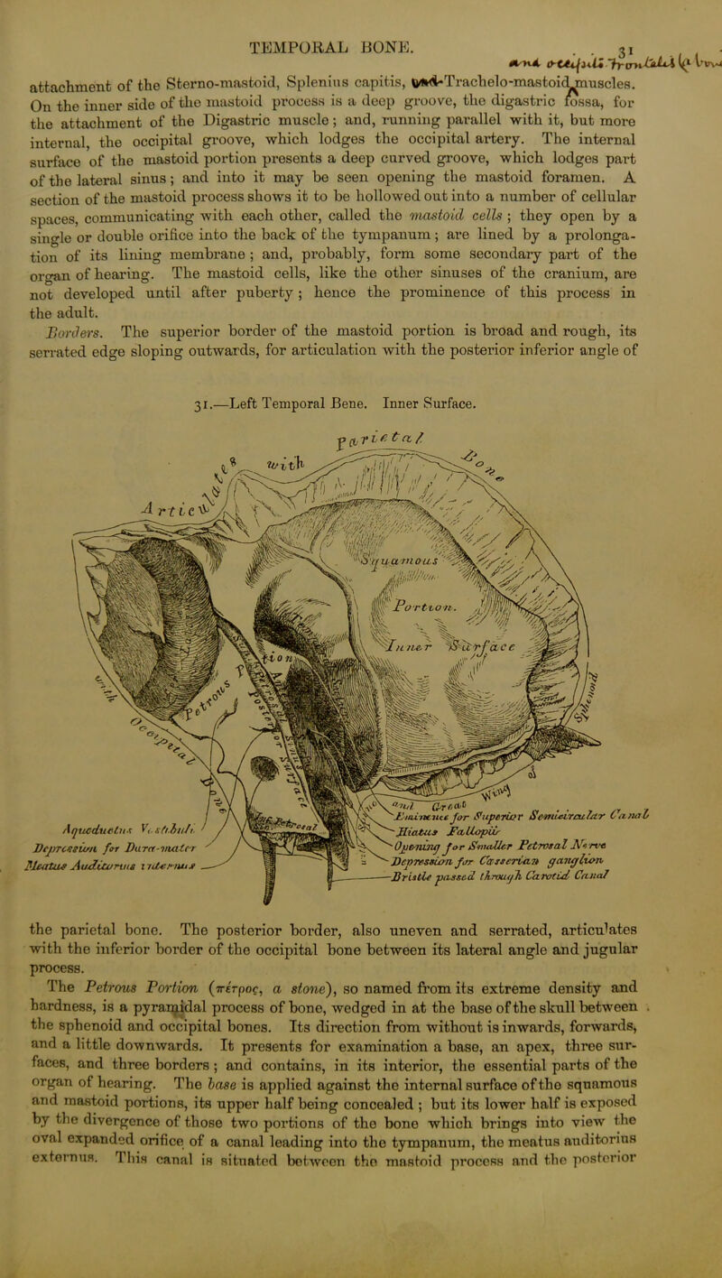 msnJL ‘fy-frnBdsA (^l bnvu attachment of the Sterno-mastoid, Splenius capitis, &/ft4-Trachelomiastoi<lmmscles. On the inner side of the mastoid process is a deep groove, the digastric fossa, for the attachment of the Digastric muscle; and, running parallel with it, but more internal, the occipital groove, which lodges the occipital artery. The internal surface of the mastoid portion presents a deep curved groove, which lodges part of the lateral sinus; and into it may be seen opening the mastoid foramen. A section of the mastoid process shows it to be hollowed out into a number of cellular spaces, communicating with each other, called the mastoid cells ; they open by a single or double orifice into the back of the tympanum; are lined by a prolonga- tion of its lining membrane ; and, probably, form some secondary part of the organ of hearing. The mastoid cells, like the other sinuses of the cranium, are not developed until after puberty ; hence the prominence of this process in the adult. Borders. The superior border of the mastoid portion is broad and rough, its serrated edge sloping outwards, for articulation with the posterior inferior angle of 31.—Left Temporal Bene. Inner Surface. -4 r tic V •p ft T r £ t a / for Superior Cc-nti-eirarlar Canal JLiatus Fallopio Opening for Smaller Petrosal Nerve Depression far CarsscrCan ganglion Bristle passed throtu/h Carotid Canal Agucduetns ri. slflt/h. Depression far Dura-viator flcatus Audiumna interna* the parietal bone. The posterior border, also uneven and serrated, articulates with the inferior border of the occipital bone between its lateral angle and jugular process. The Petrous Portion (7reVpoc, a stone), so named from its extreme density and hardness, is a pyramidal process of bone, wedged in at the base of the skull between . the sphenoid and occipital bones. Its direction from without is inwards, forwards, and a little downwards. It presents for examination a base, an apex, three sur- faces, and three borders; and contains, in its interior, the essential parts of the organ of hearing. The base is applied against the internal surface of the squamous and mastoid portions, its upper half being concealed ; but its lower half is exposed by the divergence of those two portions of the bone which brings into view the oval expanded orifice of a canal leading into the tympanum, the meatus auditorius extern us. This canal is situated between the mastoid process and the posterior