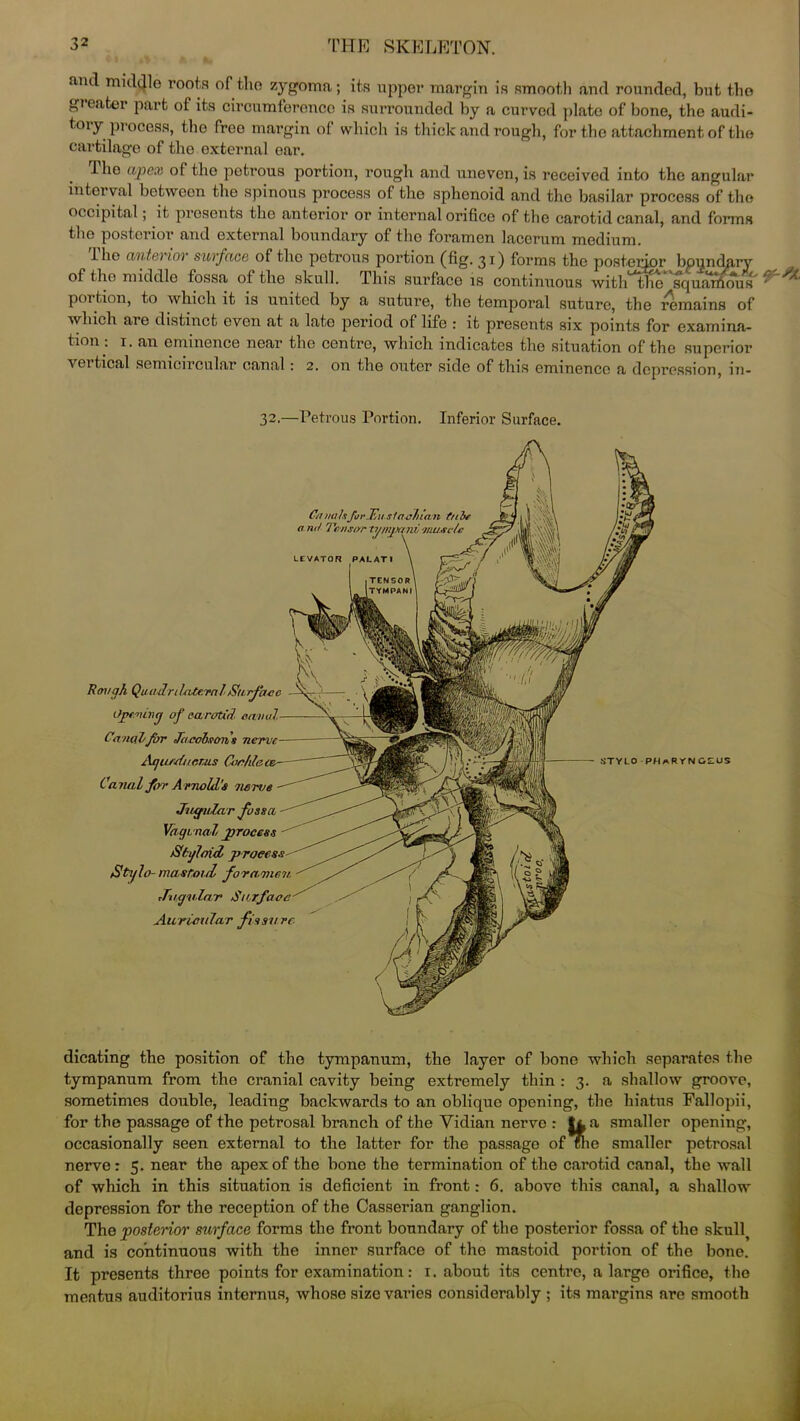 and middle roots oftlio zygoma; its upper margin is smooth and rounded, but the gi eater part of its circumference is surrounded by a curved plate of bone, the audi- tory process, the freo margin of which is thick and rough, for the attachment of the cartilage of the external ear. The apex of the petrous portion, rough and uneven, is received into the angular interval betweon the spinous process of the sphenoid and the basilar process of the occipital; it presents the anterior or internal orifice of the carotid canal, and forms the posterior and external boundary of the foramen laccrum medium. iho anterior surface of the petrous portion (fig. 31) forms the posterior boundary of the middle fossa of the skull. This surface is continuous with the squamous poi tion, to which it is united by a suture, the temporal suture, the remains of which are distinct even at a lato period of life : it presents six points for examina- tion : 1. an eminence near the centre, which indicates the situation of the superior vertical semicircular canal: 2. on the outer side of this eminence a depression, in- 32.—Petrous Portion. Inferior Surface. Cu mils for Jiustool tan tube a rut '1 Vusor LEVATOR PALAT I STYLO -PHaRY Rough Qua,tin lateral Stir feme Opening of carotid cm ml Canal for Jacobsons nerve AgufJt/c.rus Canal for A rnold's nerve Jugula r fossa Vaginal jprocess Styloid Stylo- mastoid foramen Jugular Surface Auricular fissu re NOLUS dicating the position of the tympanum, the layer of bone which separates the tympanum from the cranial cavity being extremely thin : 3. a shallow groove, sometimes double, leading backwards to an oblique opening, the hiatus Fallopii, for the passage of the petrosal branch of the Vidian nerve : ft a smaller opening, occasionally seen external to the latter for the passago of The smaller petrosal nerve: 5. near the apex of the bone the termination of the carotid canal, the wall of which in this situation is deficient in front: 6. above this canal, a shallow depression for the reception of the Casserian ganglion. The posterior surface forms the front boundary of the posterior fossa of the skull^ and is continuous with the inner surface of the mastoid portion of the bone. It presents three points for examination: 1. about its centre, a large orifice, the meatus auditorius internus, whose size varies considerably ; its margins are smooth