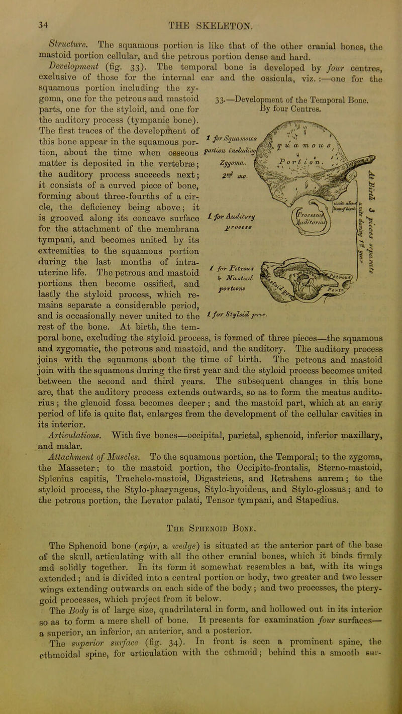 {structure. The squamous portion is liko that of tho other cranial bones, the mastoid portion cellular, and the petrous portion dense and hard. Development (fig. 33). Tho temporal bone is developed by four centres, exclusive of those for the internal ear and tho ossicula, viz. :—one for the squamous portion including the zy- goma, one for the petrous and mastoid parts, one for the styloid, and one for the auditory process (tympanic bone). The first traces of the development of this bone appear in the squamous por- „ u a tion, about the time when osseous POTlcon d 33-—Development of the Temporal Bone. By four Centres. 1 far Sqiuvinou.s Zygoma.. 2& mo. L for Auditory jjroaess i for Petrous Muotuul portions matter is deposited in the vertebrae; the auditory process succeeds next; it consists of a curved piece of bone, forming about three-fourths of a cir- cle, the deficiency being above; it is grooved along its concave surface for the attachment of the membrana tympani, and becomes united by its extremities to the squamous portion during the last months of intra- uterine life. The petrous and mastoid portions then become ossified, and lastly the styloid process, which re- mains separate a considerable period, and is occasionally never united to the l for StyloLU pmc. rest of the bone. At birth, the tem- poral bone, excluding the styloid process, is formed of three pieces—the squamous and zygomatic, the petrous and mastoid, and the auditory. The auditory process joins with the squamous about the time of birth. The petrous and mastoid join with the squamous during the first year and the styloid process becomes united between the second and third years. The subsequent changes in this bone are, that the auditory process extends outwards, so as to form the meatus audito- rius ; the glenoid fossa becomes deeper ; and the mastoid part, which at an eariy period of life is quite flat, enlarges from the development of the cellular cavities in its interior. Articulations. With five bones—occipital, parietal, sphenoid, inferior maxillary, and malar. Attachment of Muscles. To the squamous portion, the Temporal; to the zygoma, the Masseter; to the mastoid portion, the Occipito-frontalis, Sterno-mastoid, Splenius capitis, Trachelo-mastoid, Digastricus, and Retrahens aurem; to the styloid process, the Stylo-pharyngeus, Stylo-hyoideus, and Stylo-glossus ; and to the petrous portion, the Levator palati, Tensor tympani, and Stapedius. The Sphenoid Bone. The Sphenoid bone {trephr, a wedge) is situated at the anterior part of the base of the skull, articulating with all the other cranial bones, which it binds, firmly and solidly together. In its form it somewhat resembles a bat, with its wings extended; and is divided into a central portion or body, two greater and two lesser wings extending outwards on each side of the body ; and two processes, the ptery- goid processes, which project from it below. The Body is of large size, quadrilateral in form, and hollowed out in its interior so as to form a mere shell of bone. It presents for examination four surfaces— a superior, an inferior, an anterior, and a posterior. The superior surface (fig. 34). In front is seen a prominent spine, the ethmoidal spine, for articulation with the ethmoid; behind this a smooth sur-