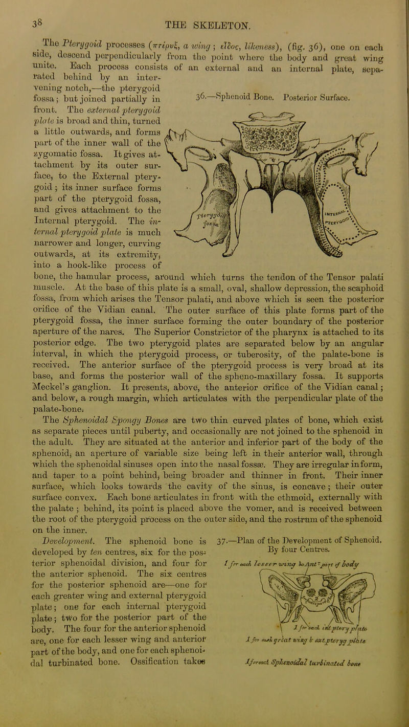 36.—Sphenoid Bone. Posterior Surfuce. . Tl10 Pterygoid processes (nripv£, a wing ; eJSoc, likeness), (fig. 36), one on eaeli Bido, descend perpendicularly from the point whore the body and great wing unite. Each process consists of an external and an internal plate, sepa- rated behind by an inter- vening notch,—the pterygoid fossa ; but joined partially in front. The external pterygoid plate is broad and thin, turned a little outwards, and forms N part of the inner wall of the y ^ zygomatic fossa. It gives at- tachment by its outer sur- k face, to the External ptery- goid ; its inner surface forms part of the pterygoid fossa, and gives attachment to the Internal pterygoid. The in- ternal pterygoid plate is much narrower and longer, curving outwards, at its extremity, into a hook-like process of bone, the hamular process, around which turns the tendon of the Tensor palati muscle. At the base of this plate is a small, oval, shallow depression, the scaphoid fossa, from which arises the Tensor palati, and above which is seen the posterior orifice of the Vidian canal. The outer surface of this plate forms part of the pterygoid fossa, the inner surface forming the outer boundary of the posterior aperture of the nares. The Superior Constrictor of the pharynx is attached to its posterior edge. The two pterygoid plates are separated below by an angular interval, in which the pterygoid process, or tuberosity, of the palate-bone is received. The anterior surface of the pterygoid process is very broad at its base, and forms the posterior wall of the spheno-maxillary fossa. It supports Meckel’s ganglion. It presents, above, the anterior orifice of the Vidian canal; and below, a rough margin, which articulates with the perpendicular plate of the palate-bone^ The Sphenoidal Spongy Bones are two thin curved plates of bone, which exist as separate pieces until puberty, and occasionally are not joined to the sphenoid in the adult. They are situated at the anterior and inferior part of the body of the sphenoid, an aperture of variable size being left in their anterior wall, through which the sphenoidal sinuses open into the nasal fossas. They are irregular inform, and taper to a point behind, being broader and thinner in front. Their inner surface, which looks towards the cavity of the sinus, is concave ; their outer surface convex. Each bone articulates in front with the ethmoid, externally with the palate ; behind, its point is placed above the vomer, and is received between the root of the pterygoid process on the outer side, and the rostrum of the sphenoid on the inner. Development. The sphenoid bone is developed by ten centres, six for the pos- terior sphenoidal division, and four for the anterior sphenoid. The six centres for the posterior sphenoid are—one for each greater wing and external pterygoid plate; one for each internal pterygoid plate; two for the posterior part of the body. The four for the anterior sphenoid are, one for each lesser wing and anterior part of the body, and one for each sphenoi- dal turbinated bone. Ossification takoe 37.—Plan of the Development of Sphenoid. By four Centres. /Jirr ouch lesser loAnlrpart cf body l pr'tttrl ini2>Ur>jplate lf<n ourkgrlat tixsj lr auptsrijrjplhtss lfirmci Sphenoidal lar6inalid bout