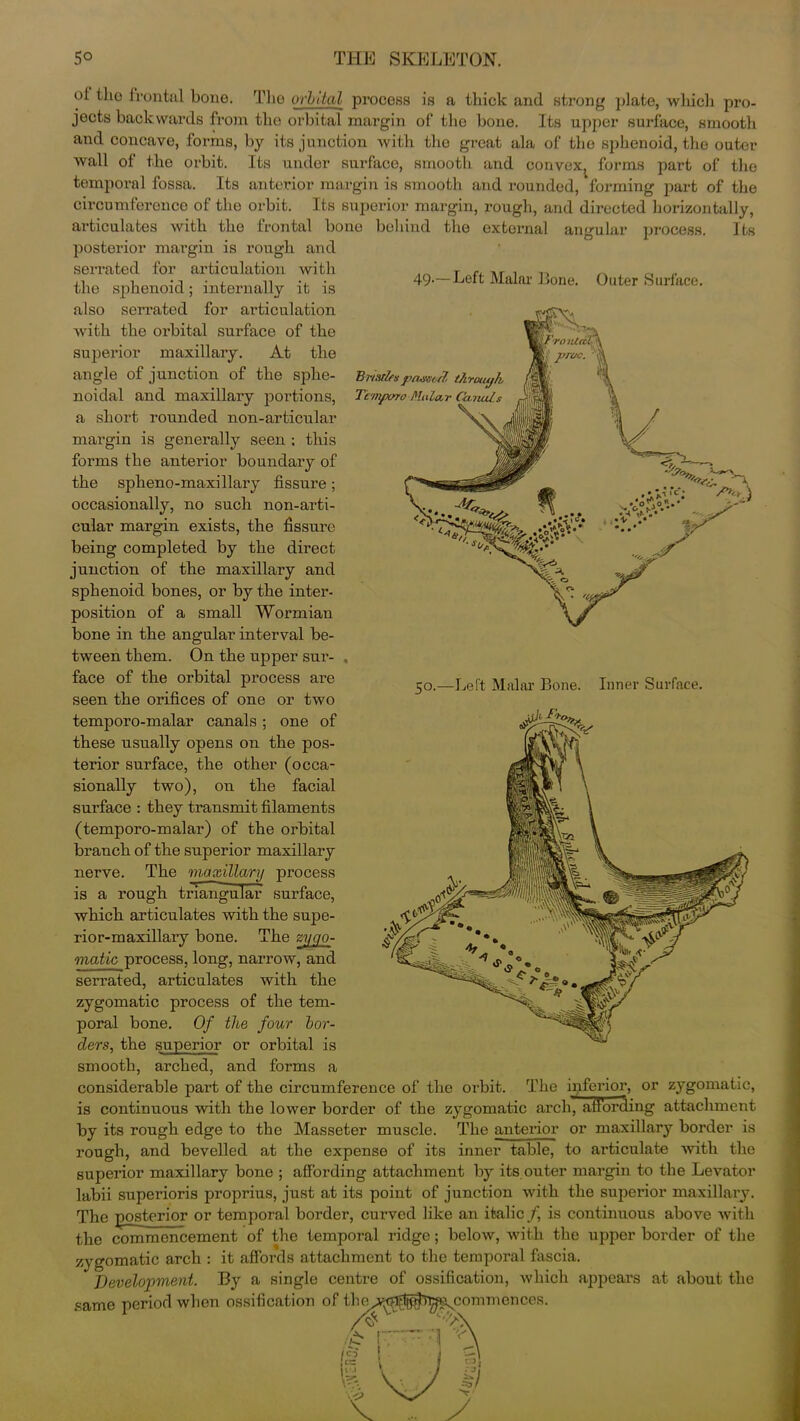 49*—Left Malar Bone. Outer Surface. B nudes passed, through, Temporo PlnloLT (itnuis 50.—Left Malar Bone. Inner Surface. of the frontal bone. The orbital process is a thick and strong plate, which pro- jects backwards from the orbital margin of the bone. Its upper surface, smooth and concave, forms, by its junction with the great ala of the sphenoid, the outer wall of the orbit. Its under surface, smooth and convex, forms part of the temporal fossa. Its anterior margin is smooth and rounded, 'forming part of the circumference of the orbit. Its superior margin, rough, and directed horizontally, articulates with the frontal bone behind the external angular process. Its posterior margin is rough and serrated for articulation with the sphenoid; internally it is also serrated for articulation with the orbital surface of the superior maxillary. At the angle of junction of the sphe- noidal and maxillary portions, a short rounded non-articular margin is generally seen ; this forms the anterior boundary of the spheno-maxillary fissure; occasionally, no such non-arti- cular margin exists, the fissure being completed by the direct junction of the maxillary and sphenoid bones, or by the inter- position of a small Wormian bone in the angular interval be- tween them. On the upper sur- face of the orbital process are seen the orifices of one or two temporo-malar canals; one of these usually opens on the pos- terior surface, the other (occa- sionally two), on the facial surface : they transmit filaments (temporo-malar) of the orbital branch of the superior maxillary nerve. The maxillary process is a rough triangular surface, which articulates with the supe- rior-maxillary bone. The zygo- matic process, long, narrow, and serrated, articulates with the zygomatic process of the tem- poral bone. Of the four bor- ders, the superior or orbital is smooth, arched, and forms a considerable part of the circumference of the orbit. The inferior, or zygomatic, is continuous with the lower border of the zygomatic arch, affording attachment by its rough edge to the Masseter muscle. The anterior or maxillary border is rough, and bevelled at the expense of its inner table, to articulate with the superior maxillary bone ; affording attachment by its outer margin to the Levator labii superioris proprius, just at its point of junction with the superior maxillary. The posterior or temporal border, curved like an italic/, is continuous above with the commencement of the temporal ridge; below, with the upper border of the zygomatic arch : it affords attachment to the temporal fascia. Development. By a single centre of ossification, which appears at about the same period when ossification of thcy^fi^