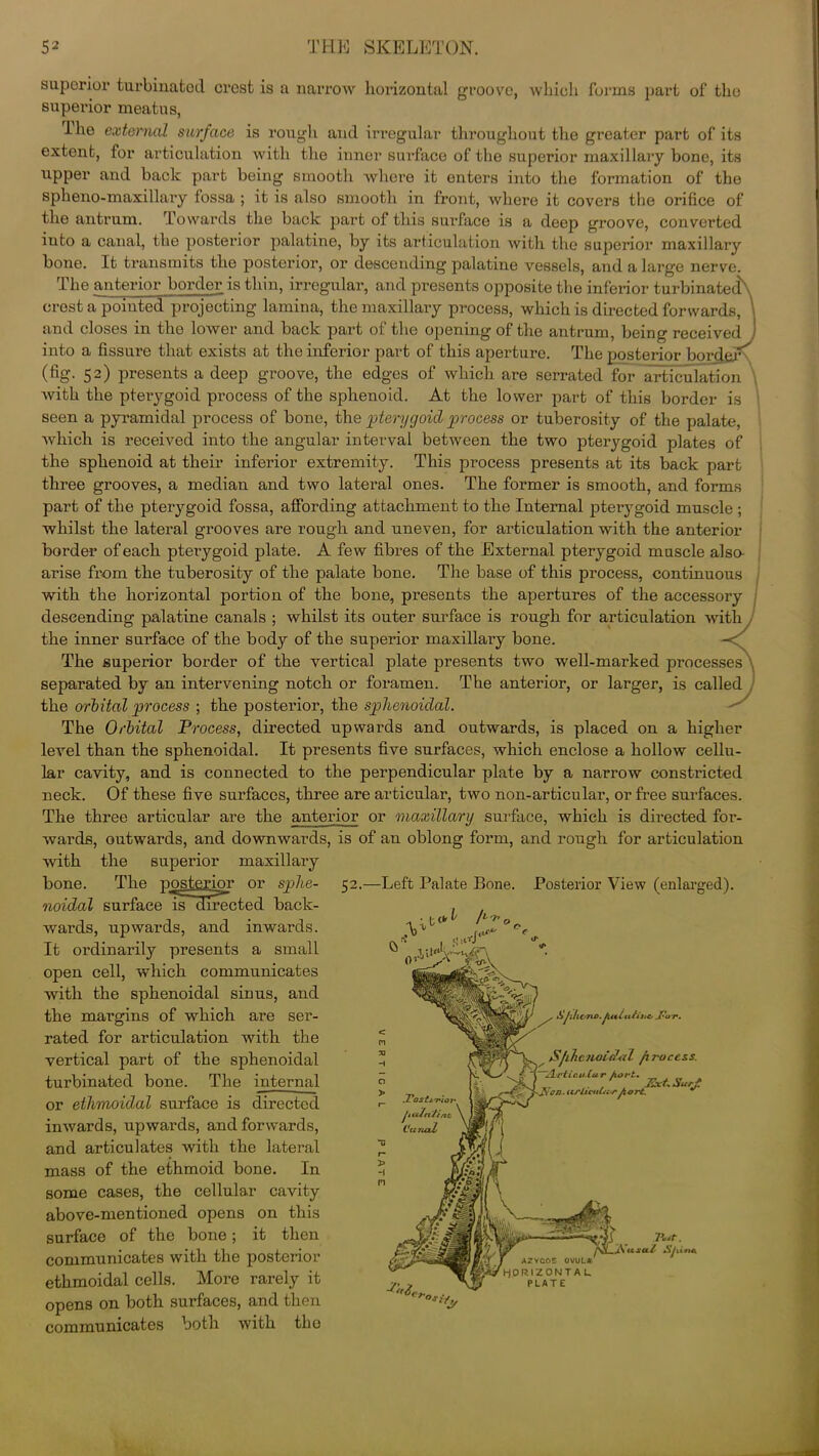 superior turbinated crest is a narrow horizontal groove, which forms part of the superior meatus, The external surface is rough and irregular throughout the greater part of its extent, for articulation with the inner surface of the superior maxillary bone, its upper and back part being smooth where it enters into the formation of the spheno-maxillary fossa ; it is also smooth in front, where it covers the orifice of the antrum. Towards the back part of this surface is a deep groove, converted into a canal, the posterior palatine, by its articulation with the superior maxillary bone. It transmits the posterior, or descending palatine vessels, and a large nerve. The anterior border is thin, irregular, and presents opposite the inferior turbinatedX crest a pointed projecting lamina, the maxillary process, which is directed forwards, \ and closes in the lower and back part of the opening of the antrum, being received j into a fissure that exists at the inferior part of this aperture. The posterior border^ (%• 52) presents a deep groove, the edges of which are serrated for articulation with the pterygoid process of the sphenoid. At the lower part of this border is seen a pyramidal process of bone, the pterygoid process or tuberosity of the palate, which is received into the angular interval between the two pterygoid plates of the sphenoid at their inferior extremity. This process presents at its back part three grooves, a median and two lateral ones. The former is smooth, and forms part of the pterygoid fossa, affording attachment to the Internal pterygoid muscle ; whilst the lateral grooves are rough and uneven, for articulation with the anterior border of each pterygoid plate. A few fibres of the External pterygoid muscle also- arise from the tuberosity of the palate bone. The base of this process, continuous with the horizontal portion of the bone, presents the apertures of the accessory descending palatine canals ; whilst its outer surface is rough for articulation with the inner surface of the body of the superior maxillary bone. -< The superior border of the vertical plate presents two well-marked processes separated by an intervening notch or foramen. The anterior, or larger, is called the orbital process ; the posterior, the sphenoidal. The Orbital Process, directed upwards and outwards, is placed on a higher level than the sphenoidal. It presents five surfaces, which enclose a hollow cellu- lar cavity, and is connected to the perpendicular plate by a narrow constricted neck. Of these fi ve surfaces, three are articular, two non-articular, or free surfaces. The three articular are the anterior or maxillary surface, which is directed for- wards, outwards, and downwards, is of an oblong form, and rough for articulation with the superior maxillary 52.—Left Palate Bone. Posterior View (enlarged). bone. The posterior or sphe- noidal surface is directed back- wards, upwards, and inwards. It ordinarily presents a small open cell, which communicates with the sphenoidal sinus, and the margins of which are ser- rated for articulation with the vertical part of the sphenoidal turbinated bone. The internal or ethmoidal surface is directed inwards, upwards, and forwards, and articulates with the lateral mass of the ethmoid bone. In some cases, the cellular cavity above-mentioned opens on this surface of the bone; it then communicates with the posterior ethmoidal cells. More rarely it opens on both surfaces, and then communicates both with the ,» to** ft 1 ':“J o>J - xo. juthttiue. [’or. SJilicitoid'etl process. ~Z.lriir.uiur hart. , ' JZxt Suri on. (trlicnuirfiort. AZYGOS (JVULA- hjORIZ ON T A L PLATE To*. jSj 11