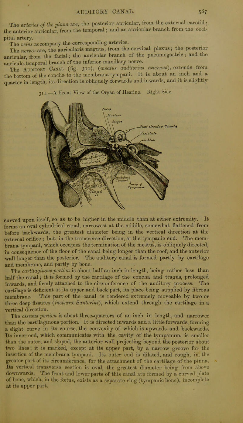The arteries of the pinna are, the posterior auricular, from the external carotid ; the anterior auricular, from the temporal; and an auricular branch from the occi- pital artery. The veins accompany the corresponding arteries. The nerves are, the auricularis magnus, from the cervical plexus ; the posterior auricular, from the facial; the auricular branch of the pncumogastric; and the anriculo-temporal branch of the inferior maxillary nerve. The Auditory Canal (fig. 311), ([meatus auditorius externus), extends from the bottom of the concha to the membrana tympani. It is about an inch and a quarter in length, its direction is obliquely forwards and inwards, and it is slightly 311.—A Front View of the Organ of Hearing. Right Side. curved upon itself, so as to be higher in the middle than at either extremity. It forms an oval cylindrical canal, narrowest at the middle, somewhat flattened from before backwards, the greatest diameter being in the vertical direction at the external orifice ; but, in the transverse direction, at the tympanic end. The mem- brana tympani, which occupies the termination of the meatus, is obliquely directed, in consequence of the floor of the canal being longer than the roof, and the anterior wall longer than the posterior. The auditory canal is formed partly by cartilage and membrane, and partly by bone. The cartilaginous portion is about half an inch in length, being rather less than half the canal; it is formed by the cartilage of the concha and tragus, prolonged inwards, and firmly attached to the circumference of the auditory process. The cartilage is deficient at its upper and back part, its place being supplied by fibrous membrane. This part of the canal is rendered extremely moveable by two or three deep fissures (incisurce Santorini), which extend through the cartilage in a vertical direction. The osseous portion is about three-quarters of an inch in length, and narrower than the cartilaginous portion. It is directed inwards and a little forwards, forming a slight curve in its course, the convexity of which is upwards and backwards. Its inner end, which communicates with the cavity of the tympanum, is smaller than the outer, and sloped, the anterior wall projecting beyond the posterior about two lines; it is marked, except at its upper part, by a narrow groove for the insertion of the membrana tympani. Its outer end is dilated, and rough, iu, the greater part of its circumference, for the attachment of the cartilage of the pinna. Its vertical transverse section is oval, the greatest diameter being from above downwards. The front and lower parts of this canal are formed by a curved plate of bone, which, in the foetus, exists as a separate ring (tympanic bone), incomplete at its upper part. I ncu3 Mailed* .jS'eme-circalaT Ca.Tial# VenlLbttla Cochin* M Tyvrparu Carnty of Tynijju. nu.fi