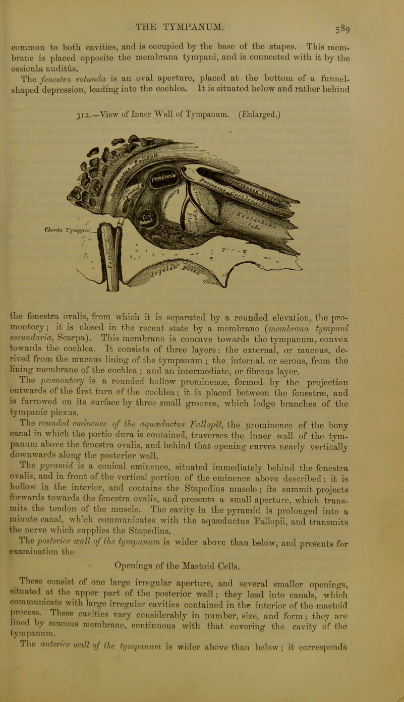 common to both cavitios, and is occupied by the base of the stapes. This mem- brane is placed opposite the membrana tympani, and is connected with it by the ossicula auditus. The fenestra rotunda is an oval aperture, placed at the bottom of a funnel- shaped depression, leading into the cochlea. It is situated below and rather behind the fenestra ovalis, from which it is separated by a rounded elevation, the pro- montory ; it is closed in the recent state by a membrane (membrana tympani secundaria, Scarpa). This membrane is concave towards the tympanum, convex towards the cochlea. It consists of three layers: the external, or mucous, de- rived from the mucous lining of the tympamlm ; the internal, or serous, from the lining membrane of the cochlea ; and an intermediate, or fibrous layer. The promontory is a rounded hollow prominence, formed by the projection outwards of the first turn of the cochlea; it is placed between the fenestras, and is furrowed on its surface by three small grooves, which lodge branches of the tympanic plexus. The rounded eminence of the aquceductus Fallopit, the prominence of the bony canal in which the portio dura is contained, traverses the inner wall of the tym- panum above the fenestra ovalis, and behind that opening curves nearly vertically downwards along the posterior Avail. The pyramid is a conical eminence, situated immediately behind the fenestra ovalis, and in front of the vertical portion of the eminence above described ; it is hollow in the interior, and contains the Stapedius muscle ; its summit projects forwards towards the fenestra ovalis, and presents a small aperture, which trans- mits the tendon of the muscle. The cavity in the pyramid is prolonged into a minute canal, wh'ch communicates with the aquasductus Fallopii, and transmits the nerve which supplies the Stapedius. The posterior wall of the tympanum is wider above than below, and presents for examination the Openings of the Mastoid Cells, . Tliese consist of one large irregular aperture, and several smaller openings, situated at the upper part of the posterior wall; they lead into canals, which communicate with large irregular cavities contained in the interior of the mastoid process. These cavities vary considerably in number, size, and form ; they arc- lined by mucous membrane, continuous with that covering the cavity of the tympanum. The anterior wall of the tympanum is wider above than below ; it corresponds