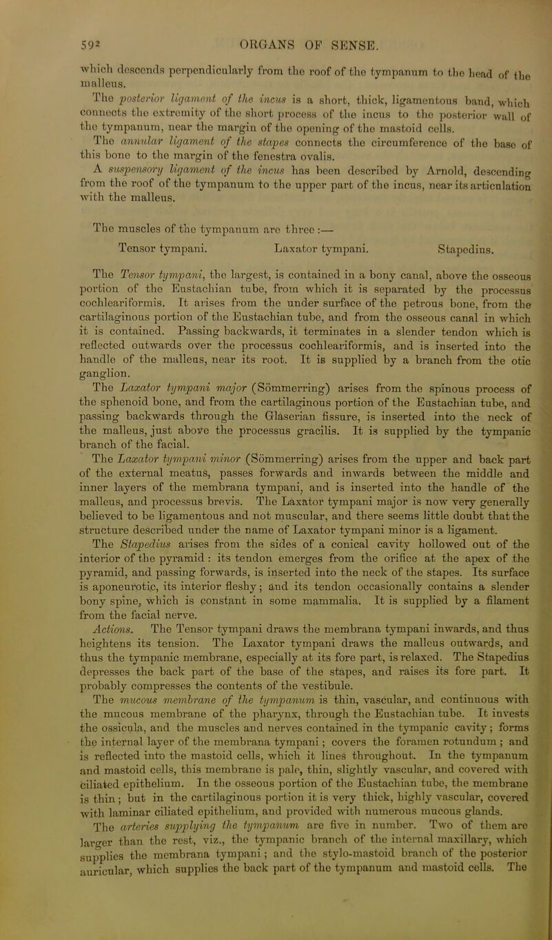 which descends perpendicularly from the roof of the tympanum to the head of the malleus. The posterior ligament of the incus is a short, thick, ligamentous band, which connects the extremity of the short process of the incus to the posterior wall of the tympanum, near the margin of the opening of the mastoid cells. The annular ligament of the stapes connects the circumference of the base of this bone to the margin of the fenestra ovalis. A suspensory ligament of the incus has been described by Arnold, descending from the roof of tho tympanum to the upper part of the incus, near its articulation with the malleus. The muscles of tho tympanum arc three :— Tensor tympani. Laxator tympani. Stapedius. The Tensor tympani, the largest, is contained in a bony canal, above the osseous portion of tho Eustachian tube, from which it is separated by the processus cochleariformis. It arises from the under surface of the petrous bone, from the cartilaginous portion of the Eustachian tube, and from the osseous canal in which it is contained. Passing backwards, it terminates in a slender tendon which is reflected outwards over the processus cochleariformis, and is inserted into the handle of the malleus, near its root. It is supplied by a branch from the otic ganglion. The Laxator tympani major (Sommerring) arises from the spinous process of the sphenoid bone, and from the cartilaginous portion of the Eustachian tube, and passing backwards through the Glaserian fissure, is inserted into the neck of the malleus, just above the processus gracilis. It is supplied by the tympanic branch of the facial. The Laxator tympani minor (Sommerring) arises from the upper and back part of the external meatus, passes forwards and inwards between the middle and inner layers of the membrana tympani, and is inserted into the handle of the malleus, and processus brevis. The Laxator tympani major is now very generally believed to be ligamentous and not muscular, and there seems little doubt that the structure described under the name of Laxator tympani minor is a ligament. The Stapedius arises from the sides of a conical cavity hollowed out of the interior of the pyramid : its tendon emerges from the orifice at the apex of the pyramid, and passing forwards, is inserted into the neck of the stapes. Its surface is aponeurotic, its interior fleshy; and its tendon occasionally contains a slender bony spine, which is constant in some mammalia. It is supplied by a filament from the facial nerve. Actions. The Tensor tympani draws the membrana tympani inwards, and thus heightens its tension. The Laxator tympani draws the malleus outwards, and thus the tympanic membrane, especially at its fore part, is relaxed. The Stapedius depresses the back part of the base of the stapes, and raises its fore part. It probably compresses the contents of the vestibule. The mucous membrane of the tympanum is thin, vascular, and continuous with the mucous membrane of the pharynx, through the Eustachian tube. It invests the ossicula, and the muscles and nerves contained in the tympanic cavity; forms the internal layer of the membrana tympani; covers the foramen rotundum ; and is reflected into the mastoid cells, which it lines throughout. In the tympanum and mastoid cells, this membrane is pale, thin, slightly vascular, and covered with ciliated epithelium. In the osseous portion of the Eustachian tube, the membrane is thin; but in the cartilaginous portion it is very thick, highly vascular, covered with laminar ciliated epithelium, and provided with numerous mucous glands. The arteries supplying the tympanum are five in number. Two of them are larger than the rest, viz., the tympanic branch of the internal maxillary, which supplies the membrana tympani; and the stylo-mastoid branch of the posterior auricular, which supplies the back part of the tympanum aud mastoid cells. The