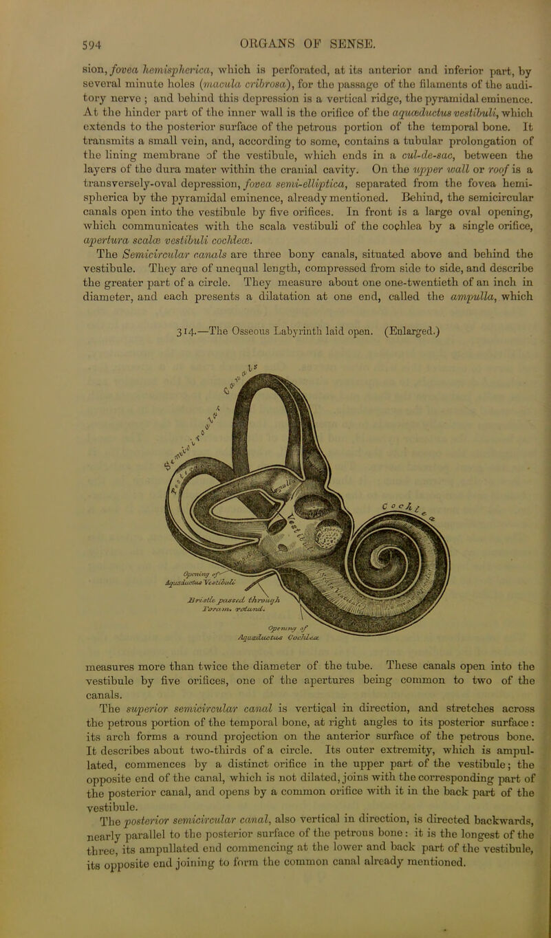 sion, fovea liemispherica, which is perforated, at its anterior and inferior part, by several minute holes (macula cribrosa), for the passage of the filaments of the audi- tory nerve ; and behind this depression is a vertical ridge, the pyx*amidal eminence. At the hinder part of the inner wall is the orifice of the aquoeductus vestibuli, which extends to tho posterior surface of the petrous portion of the temporal bone. It transmits a small vein, and, according to some, contains a tubular prolongation of the lining membrane of the vestibule, which ends in a cul-de-sac, between the layers of the dura mater within the cranial cavity. On the upper wall or roof is a transversely-oval depression, fovea semi-elliptica, separated from the fovea hemi- spherica by the pyramidal eminence, already mentioned. Behind, the semicircular canals open into the vestibule by five orifices. In front is a lax*ge oval opening, which communicates with the scala vestibuli of the cophlea by a single orifice, apertura scalce vestibuli cochleae. The Semicircular canals are three bony canals, situated above and behind the vestibule. They are of unequal length, compressed from side to side, and describe the greater part of a circle. They measure about one one-twentieth of an inch in diameter, and each presents a dilatation at one end, called the ampulla, which 314.—The Osseous Labyrinth laid open. (Enlarged.) measures more than twice the diameter of the tube. These canals open into the vestibule by five orifices, one of the apertures being common to two of the canals. The superior semicircular canal is vertical in direction, and stretches across the petrous portion of the temporal bone, at right angles to its posterior surface: its arch forms a round projection on the anterior surface of the petrous bone. It describes about two-tliirds of a circle. Its outer extremity, which is ampul- lated, commences by a distinct orifice in the upper part of the vestibule; the opposite end of the canal, which is not dilated, joins with the corresponding part of the posterior canal, and opens by a common orifice with it in the back part of the vestibule. The posterior semicircular canal, also vertical in direction, is directed backwards, nearly parallel to the posterior surface of the petrous bone: it is the longest of the three, its ampullated end commencing at the lower and back part of the vestibule, its opposite end joining to form the common canal already mentioned.