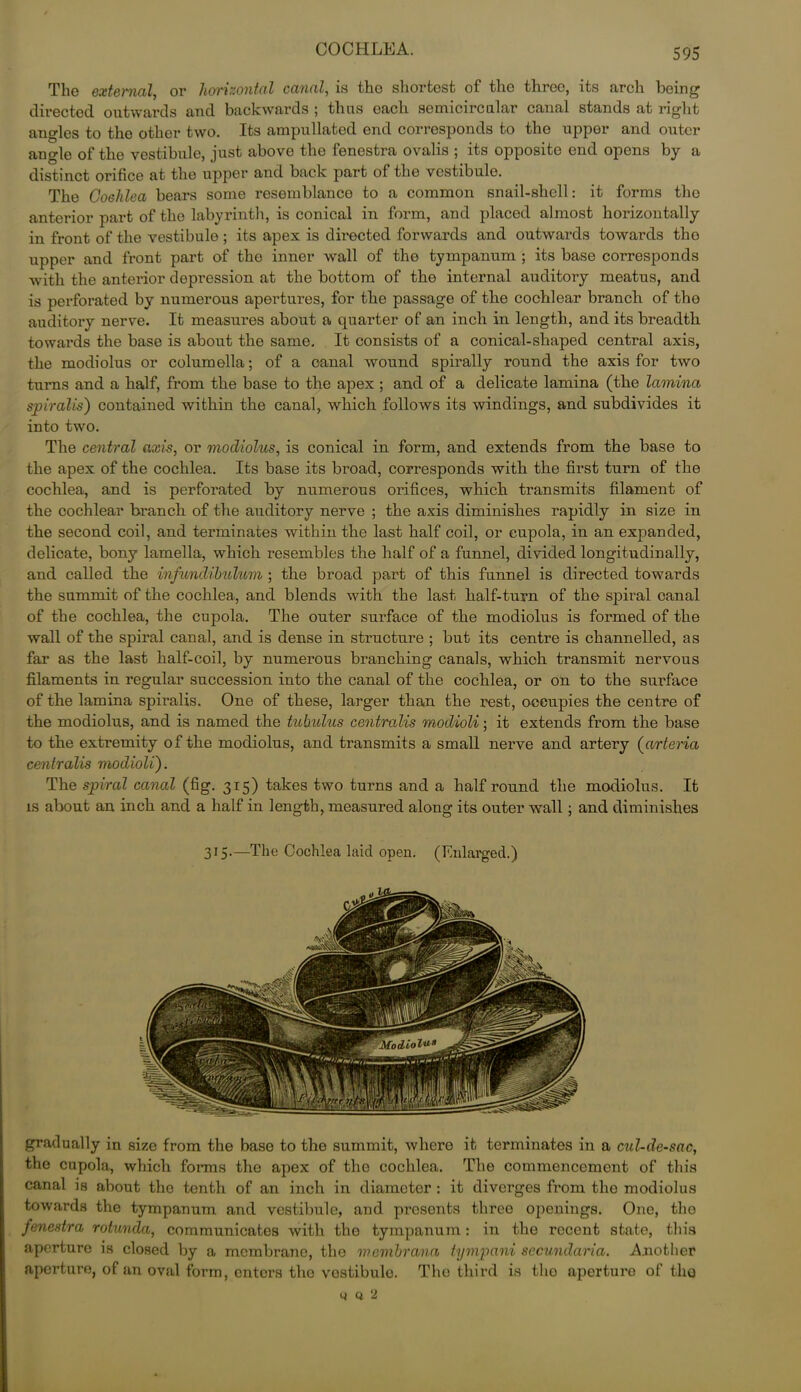 COCHLEA. Tlio external, or horizontal canal, is tho shortest of tho throe, its arch being directed outwards and backwards ; thus each semicircular canal stands at right angles to the other two. Its ampullated end corresponds to the upper and outer angle of the vestibule, just above the fenestra ovalis ; its opposite end opens by a distinct orifice at the upper and back part of tho vestibule. The Cochlea bears some resemblance to a common snail-shell: it forms tho anterior part of the labyrinth, is conical in form, and placed almost horizontally in front of the vestibule; its apex is directed forwards and outwards towards tho upper and front part of the inner wall of the tympanum ; its base corresponds with the anterior depression at the bottom of the internal auditory meatus, and is perforated by numerous apertures, for the passage of the cochlear branch of the auditory nerve. It measures about a quarter of an inch in length, and its breadth towards the base is about the same. It consists of a conical-shaped central axis, the modiolus or columella; of a canal wound spirally round the axis for two turns and a half, from the base to the apex ; and of a delicate lamina (the lamina spiralis) contained within the canal, which follows its windings, and subdivides it into two. The central axis, or modiolus, is conical in form, and extends from the base to the apex of the cochlea. Its base its broad, corresponds with the first turn of the cochlea, and is perforated by numerous orifices, which transmits filament of the cochlear branch of the auditory nerve ; the axis diminishes rapidly in size in the second coil, and terminates within the last half coil, or cupola, in an expanded, delicate, bony lamella, which resembles the half of a funnel, divided longitudinally, and called the infundibulum ; the broad part of this funnel is directed towards the summit of the cochlea, and blends with the last half-turn of the spiral canal of the cochlea, the cupola. The outer surface of the modiolus is formed of the wall of the spiral canal, and is dense in structure ; but its centre is channelled, as far as the last half-coil, by numerous branching canals, which transmit nervous filaments in regular succession into the canal of the cochlea, or on to the surface of the lamina spiralis. One of these, larger than the rest, occupies the centre of the modiolus, and is named the tubulus centralis modioli; it extends from the base to the extremity of the modiolus, and transmits a small nerve and artery (arteria centralis modioli). The spiral canal (fig. 315) takes two turns and a half round the modiolus. It is about an inch and a half in length, measured along its outer wall; and diminishes 315.—The Cochlea laid open. (Enlarged.) gradually in size from the base to the summit, where it terminates in a cul-de-sac, the cupola, which forms the apex of the cochlea. The commencement of this canal is about the tenth of an inch in diameter : it diverges from the modiolus towards the tympanum and vestibule, and presents three openings. One, tho fenestra rotunda, communicates with the tympanum: in the recent state, this aperture is closed by a membrane, the membrana tympani secundaria. Another aperture, of an oval form, enters tho vostibule. Tho third is tho aperture of tho w q 2