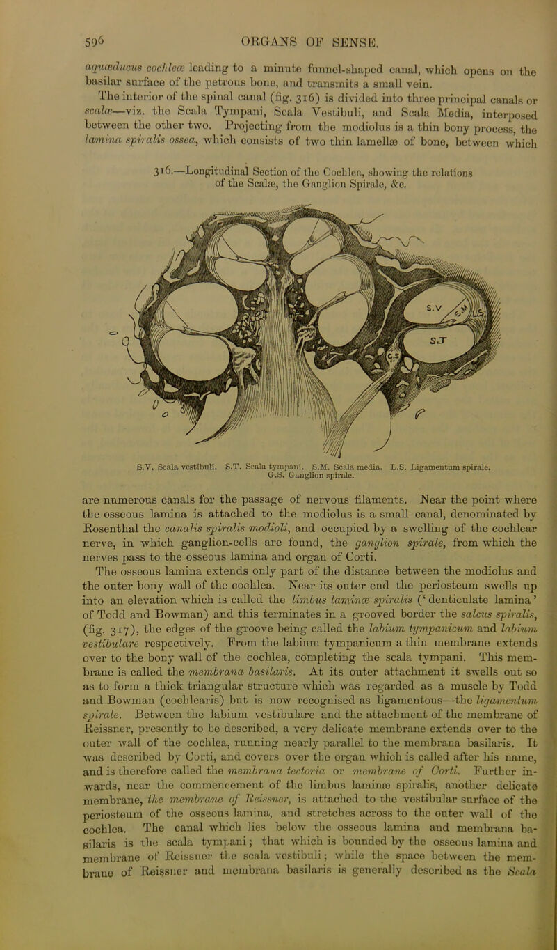 aquceducus cochlea) leading to a minute funnel-shaped canal, which opens on the basilar surface of the petrous bone, and transmits a small vein. The interior of the spinal canal (fig. 316) is divided into three principal canals or scala—viz. the Scala Tympani, Scala Yestibuli, and Scala Media, interposed between the other two. Projecting from the modiolus is a thin bony process, the lamina spiralis ossca, which consists of two thin lamella) of bone, between which 316.—Longitudinal Section of the Cochlea, showing the relations of the Scalte, the Ganglion Spirale, &c. S.Y. Scala vestibuli. S.T. Scala tympani. S.M. Scala media. L.S. Ligamentmn spirale. G.S. Ganglion spirale. are numerous canals for the passage of nervous filaments. Near the point where the osseous lamina is attached to the modiolus is a small canal, denominated by Rosenthal the canalis spiralis modioli, and occupied by a swelling of the cochlear nerve, in which ganglion-cells are found, the ganglion spirale, from which the nerves pass to the osseous lamina and organ of Corti. The osseous lamina extends only part of the distance between the modiolus and the outer bony wall of the cochlea. Near its outer end the periosteum swells up into an elevation which is called the limbus laminae spiralis (‘ denticulate lamina ’ of Todd and Bowman) and this terminates in a grooved border the salcus spiralis, (fig. 317), the edges of the groove being called the labium tympanicum and labium vestibulare respectively. Prom the labium tympanicum a thin membrane extends over to the bony wall of the cochlea, completing the scala tympani. This mem- brane is called the membrana basilaris. At its outer attachment it swells out so as to form a thick triangular structure which was regarded as a muscle by Todd and Bowman (cochlearis) but is now recognised as ligamentous—the ligamentum spirale. Between the labium vestibulare and the attachment of the membrane of Reissner, presently to be described, a very delicate membrane extends over to the outer wall of the cochlea, running nearly parallel to the membrana basilaris. It was described by Corti, and covers over the organ which is called after his name, and is therefore called the membrana tectoria or membrane of Corti. Further in- wards, near the commencement of the limbus laminas spiralis, another delicate membrane, the membrane of Reissner, is attached to the vestibular surface of the periosteum of the osseous lamina, and stretches across to the outer wall of the cochlea. The canal which lies below the osseous lamina and membrana ba- silaris is the scala tympani; that which is bounded by the osseous lamina and membrane of Reissner the scala vestibuli; while the space between the mem- brauo of Reissner and membrana basilaris is generally described as the Scala