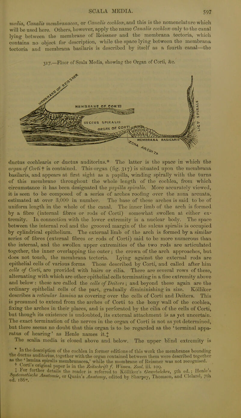 SCALA MEDIA. media, Ganalis mcmbranacea, or Canalis cochlece, ancl this is the nomenclature which will he used here. Others, however, apply the name Canalis cochlece only to the canal between the nicmbranc of Heissner and the membrana tectoria, which contains no object for description, while the space lying betweon the membrana tectoria and membrana basilaris is described by itself as a fourth canal—the 317.—Floor of Scala Media, showing: the Organ of Corti, &c. SU1ICUS SPIRALIS GRC.AU of: CORTI MEMBRANA BASILARIS ductus cochlearis or ductus auditorius.* The latter is the space in which the organ of Gorti f is contained. This organ (fig. 317) is situated upon the membrana basilaris, and appears at first sight as a papilla, winding spirally with the turns of this membrane throughout the whole length of the cochlea, from which circumstance it has been designated the papilla spiralis. More accurately viewed, it is seen to be composed of a series of arches roofing over the zona arcuata, estimated at over 3,000 in number. The base of these arches is said to be of uniform length in the whole of the canal. The inner limb of the arch is formed by a fibre (internal fibres or rods of Corti) somewhat swollen at either ex- tremity. In connection with the loiver extremity is a nuclear body. The space between the internal rod and the grooved margin of the sulcus spiralis is occupied by cylindrical epithelium. The external limb of the arch is formed by a similar series of fibres (external fibres or rods of Corti) said to be more numerous than the internal, and the swollen upper extremities of the two rods are articulated together, the inner overlapping the outer; the crown of the arch approaches, but does not touch, the membrana tectoria. Lying against the external rods are epithelial cells of various forms. Those described by Corti, and called after him cells of Gorti, are provided with hairs or cilia. There are several rows of these, alternating with which are other epithelial cells terminating in a fine extremity above and below : these are called the cells of Deiters ; and beyond these again are the ordinary epithelial cells of the part, gradually dimininishing in size. Kolliker describes a reticular lamina as covering over the cells of Corti and Deiters. This is presumed to extend from the arches of Corti to the bony wall of the cochlea, fixing the arches in their places, and is perforated by the cilia of the cells of Corti, but though its existence is undoubted, its external attachment is as yet uncertain. The exact termination of the nerves in the organ of Corti is not as yet determined, but there seems no doubt that this organ is to be regarded as the 4 terminal appa- ratus of hearing’ as Henle names it.J The scalia media is closed above and below. The upper blind extremity is In the description of the cochlea in former editions of this work the membranes bounding the ductus auditorius, together with the organ contained between them were described together RS1 n‘ 1^ina: 8Drahs membranacea,’ while the membrane of Iteiesner was not recognised. Corti 8 °dgir|al paper is in tho Zeitschrift f. Wissen. Zool. iii. 109. + ror further details tho reader is referred to Kolliker’s Gewebclchre, 5th ed.; Ilenle’s Systemntische Anatomie, or Quain’s Anatomy, edited by Sharpey, Thomson, and Cleland, 7th
