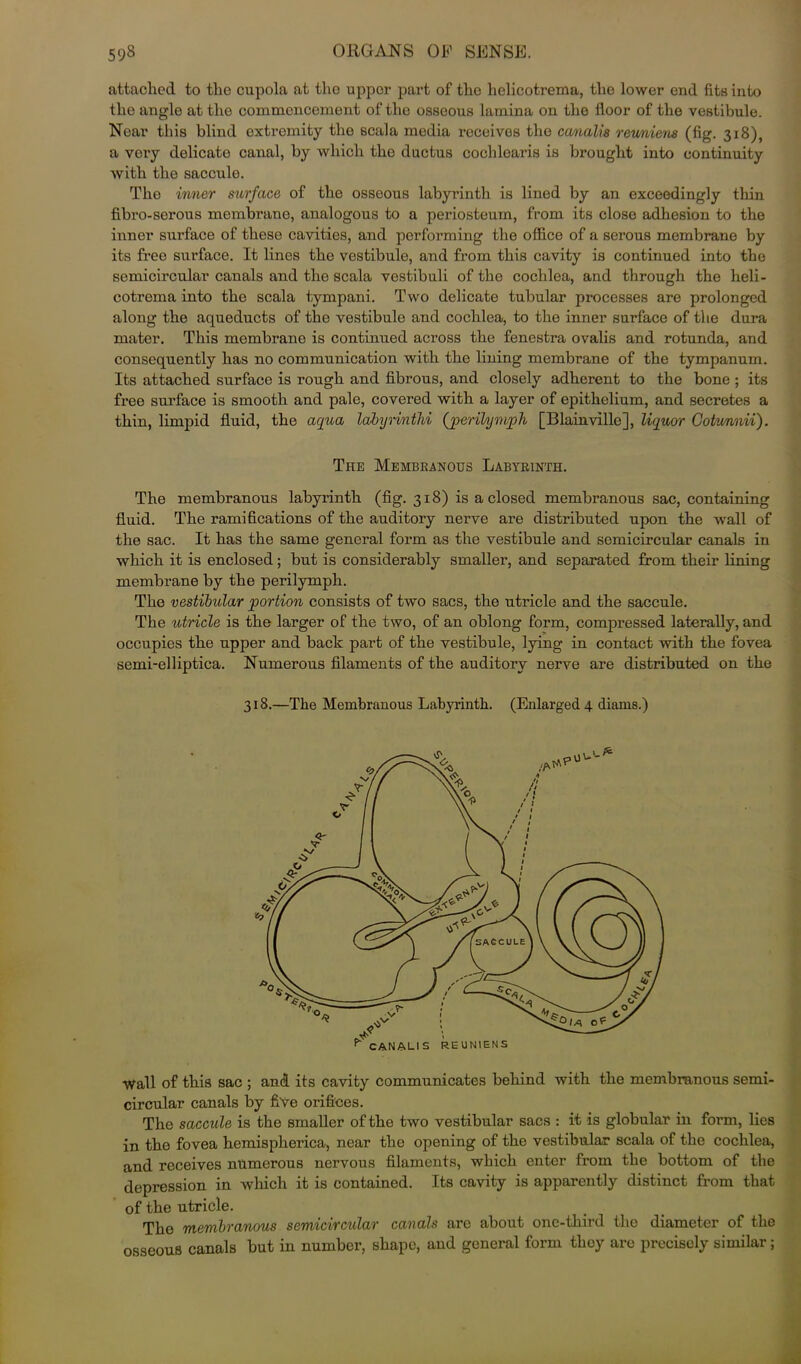 attached to the cupola at the upper part of the helieotrema, the lower end fits into the angle at the commencement of the osseous lamina on the floor of the vestibule. Near this blind extremity the scala media receivos the canalis reuniens (fig. 318), a very delicate canal, by which the ductus cochlearis is brought into continuity with the saccule. The inner surface of the osseous labyrinth is lined by an exceedingly thin fibro-serous membrane, analogous to a periosteum, from its close adhesion to the inner surface of these cavities, and performing the office of a serous membrane by its free surface. It lines the vestibule, and from this cavity is continued into the semicircular canals and the scala vestibuli of the cochlea, and through the heli- cotrema into the scala tympani. Two delicate tubular processes are prolonged along the aqueducts of the vestibule and cochlea, to the inner surface of the dura mater. This membrane is continued across the fenestra ovalis and rotunda, and consequently has no communication with the lining membrane of the tympanum. Its attached surface is rough and fibrous, and closely adherent to the bone ; its free surface is smooth and pale, covered with a layer of epithelium, and secretes a thin, limpid fluid, the aqua labyrinthi (perilymph [Blainville], liquor Cotunnii). The Membranous Labyrinth. The membranous labyrinth (fig. 318) is a closed membranous sac, containing fluid. The ramifications of the auditory nerve are distributed upon the wall of the sac. It has the same general form as the vestibule and semicircular canals in which it is enclosed; but is considerably smaller, and separated from their lining membrane by the perilymph. The vestibular portion consists of two sacs, the utricle and the saccule. The utricle is the larger of the two, of an oblong form, compressed laterally, and occupies the upper and back part of the vestibule, lying in contact with the fovea semi-el liptica. Numerous filaments of the auditory nerve are distributed on the 318.—The Membranous Labyrinth. (Enlarged 4 diams.) Wall of this sac ; and its cavity communicates behind with the membranous semi- circular canals by five orifices. The saccule is the smaller of the two vestibular sacs : it is globular in form, lies in the fovea hemispherica, near the opening of the vestibular scala of the cochlea, and receives numerous nervous filaments, which enter from the bottom of the depression in which it is contained. Its cavity is apparently distinct from that of the utricle. The membranous semicircular canals are about one-third the diameter of the osseous canals but in number, shape, and general form they are precisely similar;