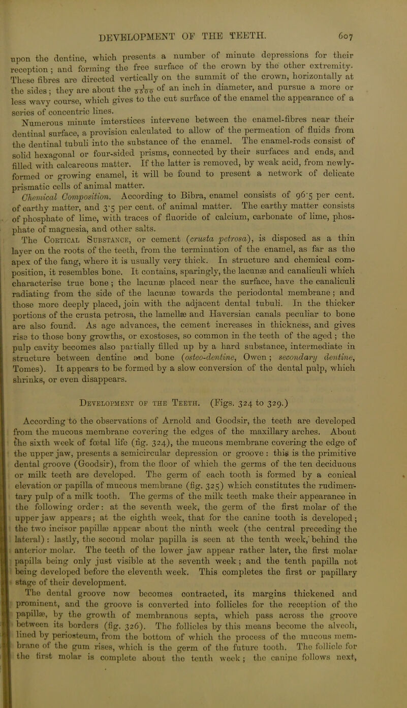 upon the dentine, which presents a number of minute depressions for their reception ; and forming the free surface of the crown by the other extremity. These fibres are directed vertically on the summit of the crown, horizontally at the sides; they are about the of an inch in diameter, and pursue a more or less wavy course, which gives to the cut surface of the enamel the appearance of a series of concentric lines. Numerous minute imterstices intervene between the enamel-fibres near their dentinal surface, a provision calculated to allow of the permeation of fluids from the dentinal tubuli into the substance of the enamel. The enamel-rods consist of solid hexagonal or four-sided prisms, connected by their surfaces and ends, and filled with°calcareous matter. If the latter is removed, by weak acid, from newly- formed or growing enamel, it will be found to present a network of delicate prismatic cells of animal matter. Chemical Composition. According to Bibra, enamel consists of 96'5 per cent, of earthy matter, and 3’5 per cent, of animal matter. The earthy matter consists of phosphate of lime, with traces of fluoride of calcium, carbonate of lime, phos- phate of magnesia, and other salts. The Cortical Substance, or cement (crusta petrosa), is disposed as a thin layer on the roots of the teeth, from the termination of the enamel, as far as the apex of the fang, where it is usually very thick. In structure and chemical com- position, it resembles bone. It contains, sparingly, the lacunae and canaliculi which characterise true bone ; the lacunae placed near the surface, have the canaliculi radiating from the side of the lacunae towards the periodontal membrane; and those more deeply placed, join with the adjacent dental tubuli. In the thicker portions of the crusta petrosa, the lamellae and Haversian canals peculiar to bone are also found. As age advances, the cement increases in thickness, and gives rise to those bony growths, or exostoses, so common in the teeth of the aged ; the pulp cavity becomes also partially filled up by a hard substance, intermediate in structure between dentine and bone (osteo-clentine, Owen; secondary dentine, Tomes). It appears to be formed by a slow conversion of the dental pulp, which shrinks, or even disappears. Development of the Teeth. (Figs. 324 to 329.) According to the observations of Arnold and Goodsir, the teeth are developed from the mucous membrane covering the edges of the maxillary arches. About the sixth week of foetal life (fig. 324), the mucous membrane covering the edge of the upper jaw, presents a semicircular depression or groove : this is the primitive dental groove (Goodsir), from the floor of which the germs of the ten deciduous or milk teeth are developed. The germ of each tooth is formed by a conical elevation or papilla of mucous membrane (fig. 325) which constitutes the rudimen- tary pulp of a milk tooth. The germs of the milk teeth make their appearance in the following order: at the seventh week, the germ of the first molar of the upper jaw appears; at the eighth week, that for the canine tooth is developed; the two incisor papilla3 appear about the ninth week (the central preceding the lateral) : lastly, the second molar papilla is seen at the tenth week,' behind the anterior molar. The teeth of the lower jaw appear rather later, the first molar papilla being only just visible at the seventh week; and the tenth papilla not being developed before the eleventh week. This completes the first or papillary stage of their development. The dental groove now becomes contracted, its margins thickened and prominent, and the groove is converted into follicles for the reception of the papillae, by the growth of membranous septa, which pass across the groovo between its borders (fig. 326). The follicles by this means become the alveoli, lined by periosteum, from the bottom of which the process of the mucous mem- brane of the gum rises, which is the germ of the future tooth. The follicle for the first molar is complete about the tenth week; the canipo follows next,