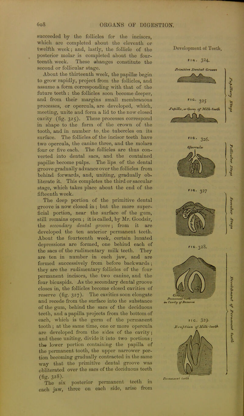 succooded by tho follicles for tlio incisors, which arc completed about the eleventh or twelfth week; and, lastly7-, the follicle of the posterior molar is completed about the four- teenth week. These ohanges constitute the second or follicular stage. About the thirteenth week, the papillm begin to grow rapidly, project from the follicles, and assume a form corresponding with that of tho future teeth : the follicles soon become deeper, and from their margins small membranous processes, or opercula, are developed, which, meeting, unite and form a lid to the now closed cavity (fig. 325). These processes correspond in shape to tho form of the crown of the tooth, and in number to. the tubercles on its surface. The follicles of the incisor teeth have two opercula, the canine three, and the molars four or five each. The follicles are thus con- verted into dental sacs, and the contained papilke become pulps. The lips of the dental groove gradually advance over the follicles from behind forwards, and, uniting, gradually ob- literate it. This completes the third or saccular stage, which takes place about the end of the fifteenth week. The deep portion of the primitive dental groove is now closed in ; but the more super- ficial portion, near the surface of the gum, still remains open ; it is called, by Mr. Goodsir, the secondary dental groove; from it are developed the ten anterior permanent teeth. About the fourteenth week, certain lunated depressions are formed, one behind each of the sacs of the rudimentary milk teeth. They are ten in number in each jaw, and are formed successively from before backwards ; they are the rudimentary follicles of the four permanent incisors, the two canine, and the four bicuspids. As the secondary dental groove closes in, the follicles become closed cavities of reserve (fig. 327). The cavities soon elongate and recede from the surface into the substance of the gum, behind the sacs of the deciduous teeth, and a papilla projects from the bottom of each, which is the germ of the permanent tooth; at the same time, one or more opercula are developed from the sides of the cavity; and these uniting, divide it into two portions ; the lower portion containing the papilla of the permanent tooth, the upper narrower por- tion becoming gradually contracted in the same way that the primitive dental groove was obliterated over the sacs of the deciduous teeth (fig. 328). . The six posterior permanent teeth in each jaw, three on each side, arise from Development of Teeth. fig. 324. no. 325 t or Gt-nn, of MUlir-Looth nc- 326. OJurniola- FIC. 327 FIG. 32S. irv Cavity cfJ&CS€-rt>e FIC. 329- J7 j• ujito it oj'Milk. - iooth Ct rntU /h rti (00Lh Af!fooy tfvjuntitxicf Jo ^'•ooiaJoioa'3(X » finis' <M>jnoong< t finis' uul n3'}]°S afin^g