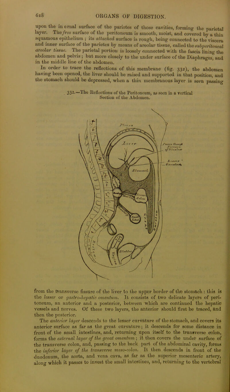 I upon the in ernal surface of the pariotos of those cavities, forming the parietal layer. The free surfaco of tho peritoneum is smooth, moist, and covered by a thin squamous epithelium ; its attached surface is rough, being connected to the viscera and inner surface of the parietes by means of areolar tissue, called the subperitoneal areolar tissue. The parietal portion is loosely connected with the fascia lining tho abdomen and pelvis ; but more closely to the under surfaco of the Diaphragm, and in the middle line of the abdomen. In order to trace the reflections of this membrane (fig. 332), the abdomen having been opened, the liver should be raised and supported in that position, and the stomach should be depressed, when a thin membranous layer is seen passing 332-—The Reflections of the Peritoneum, as seen in a vertical Section of the Abdomen. from the transverse fisstlre of the liver to the upper border of the stomach : this is the lesser or gastro-liepatic omentum. It consists of two delicate layers of peri- toneum, an anterior and a posterior, between which are continued the hepatic vessels and nerves. Of these two layers, the anterior should first be traced, and then the posterior, The anterior layer descends to the lesser curvature of the stomach, and covers its anterior surface as far as the great curvature; it descends for some distance in front of the small intestines, and, returning Upon itself to the transverse colon, forms the external layer of the great omentum ; it then covers the under surface of the transverse colon, and, passing to the back part of the abdominal Cavity, forms the inferior layer of the transverse meso-colon. It then descends in front of the duodenum, the aorta, and vena cava, as far as the superior mesenteric artery, along which it passes to invest the small intestines, and, returning to the vertebral