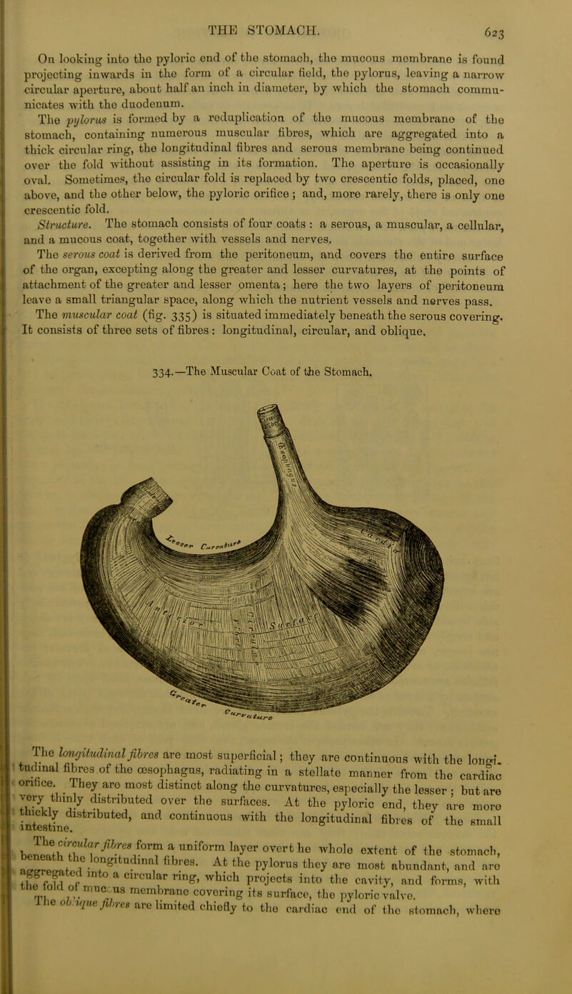 On looking into tho pyloric end of the stomach, the mucous membrane is found projecting inwards in the form ot a circular field, the pylorus, leaving a narrow circular aperture, about half an inch in diameter, by which the stomach commu- nicates with the duodenum. The pylorus is formed by a reduplication of tho mucous membrane of the stomach, containing numerous muscular fibres, which are aggregated into a thick circular ring, the longitudinal fibres and serous membrane being continued over the fold without assisting in its formation. The aperture is occasionally oval. Sometimes, the circular fold is replaced by two crescentic folds, placed, one above, and the other below, the pyloric orifice ; and, more rarely, there is only one crescentic fold. Structure. The stomach consists of four coats : a sei’ous, a muscular, a cellular, and a mucous coat, together with vessels and nerves. Tho serous coat is derived from the peritoneum, and covers the entire surface of the organ, excepting along the greater and lesser curvatures, at the points of attachment of the greater and lesser omenta; here the two layers of peritoneum leave a small triangular space, along which the nutrient vessels and nerves pass. The muscular coat (fig. 335) is situated immediately beneath the serous covering. It consists of three sets of fibres : longitudinal, circular, and oblique. 334.—The Muscular Coat of the Stomach. The longitudinal fibres are most superficial; they are continuous with the longi tudinal fibres of the oesophagus, radiating in a stellate manner from the cardfac orifice. . They are most distinct along the curvatures, especially the lesser • but are dist^uted °ver the surfaces. At the pyloric end, they are more intestfne 1S^nbUCOntinuOUS with the longitudinal fibres of the small a uniform %or overt he whole extent of the stomach, amplnM longitudinal fibres. At the pylorus they are most abundant, and are thffnM f lnt° a circular nn£> whlch projects into the cavity, and forms, with rm 71 • rrm°rjUS membrano covering its surface, tho pyloric valve, ine obupue fibres are hmited chiefly to the cardiac end of the stomach, where