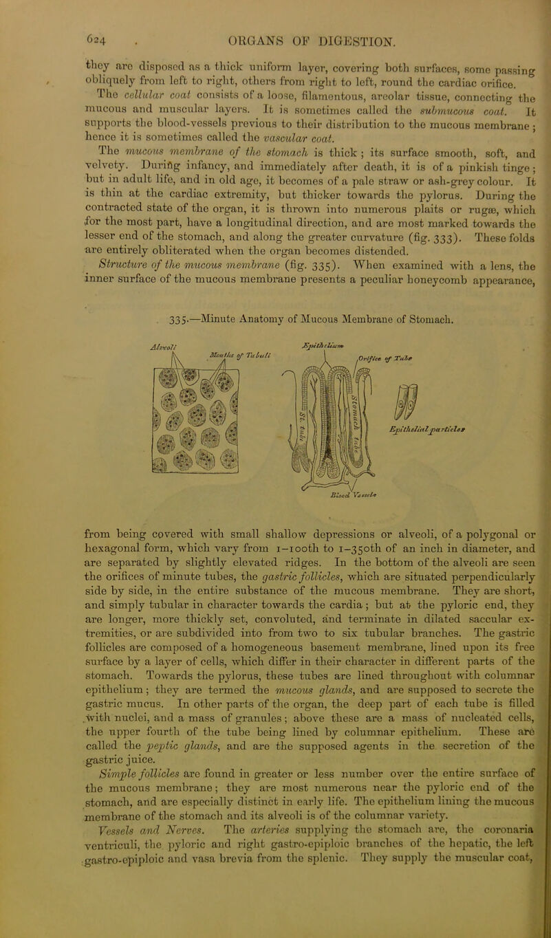 they arc disposed as a thick uniform layer, covering both surfaces, some passing obliquely from left to right, others from right to left, round the cardiac orifice. The cellular coat consists ofaloo.se, filamentous, areolar tissue, connecting the mucous and muscular layers. It is sometimes called the submucous coat. It supports the blood-vessels previous to their distribution to the mucous membrane ; hence it is sometimes called the vascular coat. The mucous membrane of the stomach is thick ; its surface smooth, soft, and velvety. During infancy, and immediately after death, it is of a pinkish tinge; but in adult life, and in old age, it becomes of a pale straw or ash-grey colour. It is tliiu at the cardiac extremity, but thicker towards the pylorus. During the contracted state of the organ, it is thrown into numerous plaits or rugae, which for the most part, have a longitudinal direction, and are most marked towards the lesser end of the stomach, and along the greater curvature (fig. 333). These folds are entirely obliterated when the organ becomes distended. Structure of the mucous membrane (fig. 335). When examined with a lens, the inner surface of the mucous membrane presents a peculiar honeycomb appearance, 335.—Minute Anatomy of Mucous Membrane of Stomach. from being covered with small shallow depressions or alveoli, of a polygonal or hexagonal form, which vary from i-iooth to i-35oth of an inch in diameter, and are separated by slightly elevated ridges. In the bottom of the alveoli are seen the orifices of minute tubes, the gastric follicles, which are situated perpendicularly side by side, in the entire substance of the mucous membrane. They are short, and simply tubular in character towards the cardia ; but at the pyloric end, they are longer, more thickly set, convoluted, and terminate in dilated saccular ex- tremities, or are subdivided into from two to six tubular branches. The gastric follicles are composed of a homogeneous basement membrane, lined upon its free surface by a layer of cells, which differ in their character in different parts of the stomach. Towards the pylorus, these tubes are lined throughout with columnar epithelium; they are termed the mucous glands, and are supposed to secrete the gastric mucus. In other parts of the organ, the deep part of each tube is filled .with nuclei, and a mass of granules; above these are a mass of nucleated cells, the upper fourth of the tube being lined by columnar epithelium. These are called the peptic glands, and are the supposed agents in the secretion of the gastric juice. Simple follicles are found in greater or less number over the entire surface of the mucous membrane; they are most numerous near the pyloric end of the stomach, and are especially distinct in early life. The epithelium lining the mucous membrane of the stomach and its alveoli is of the columnar variety. Vessels and Nerves. The arteries supplying the stomach are, the coronaria ventinculi, the pyloric and right gastro-epiploic branches of the hepatic, the left gastro-epiploic and vasa brevia from the splenic. They supply the muscular coat,