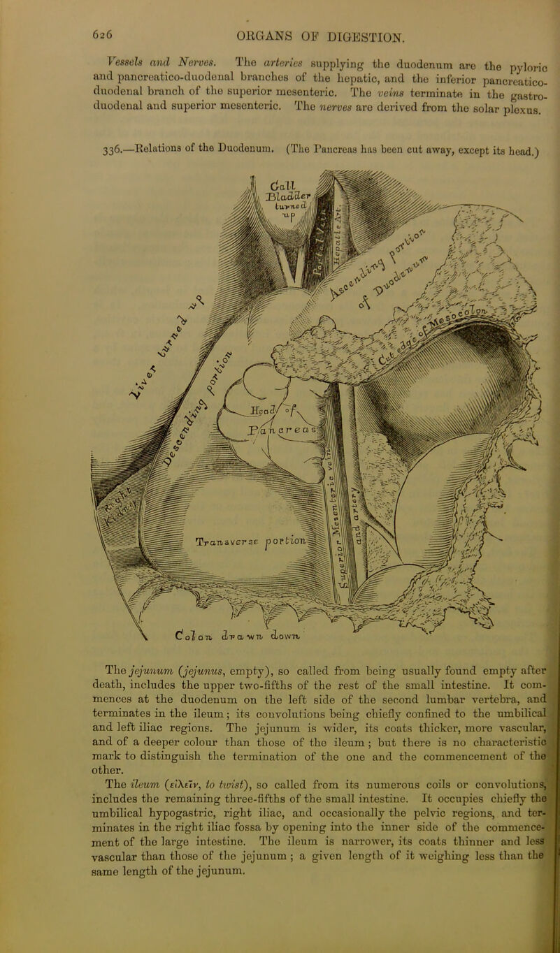 Vessels and Nerves. The arteries supplying the duodenum are the pyloric and pancreatico-duodenal branches of the hepatic, and the inferior pancreatico- duodenal branch of the superior mesenteric. The veins terminate in the gastro- duodenal and superior mesenteric. The nerves are derived from the solar plexus. 336.—Relations of the Duodenum. (The Pancreas has been cut away, except its head.) Gall UladtZer tirpn-e d,l Transverse own. The jejunum (jejunus, empty), so called from being usually found empty after death, includes the upper two-fifths of the rest of the small intestine. It com- mences at the duodenum on the left side of the second lumbar vertebra, and terminates in the ileum; its convolutions being chiefly confined to the umbilical and left iliac regions. The jejunum is wider, its coats thicker, more vascular, and of a deeper colour than those of the ileum ; but there is no characteristic mark to distinguish the termination of the one and the commencement of the other. The ileum (ciAtlv, to twist), so called from its numerous coils or convolutions, includes the remaining three-fifths of the small intestine. It occupies chiefly the umbilical hypogastric, right iliac, and occasionally the pelvic regions, and ter- minates in the right iliac fossa by opening into the inner side of the commence- ment of the large intestine. The ileum is narrower, its coats thinner and less vascular than those of the jejunum ; a given length of it weighing less than the same length of the jejunum.