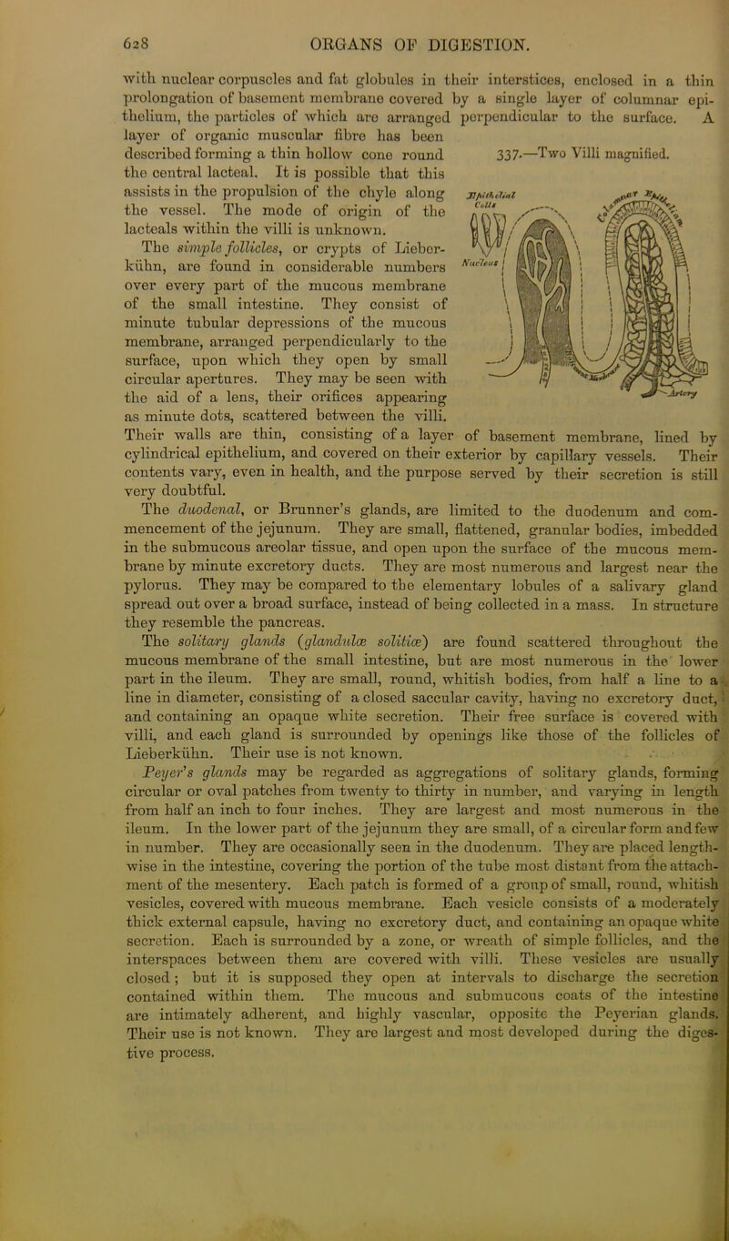 with nuclear corpuscles and fat globules in their interstices, enclosed in a thin prolongation of basement membrane covered by a single layer of columnar epi- thelium, the particles of winch arc arranged layer of organic muscular fibro has been described forming a thin hollow cone round the central lacteal. It is possible that this assists in the propulsion of the chyle along tho vessel. The mode of origin of the lacteals within the villi is unknown. The simple follicles, or crypts of Liebcr- kiihn, are found in considerable numbers over every part of the mucous membrane of the small intestine. They consist of minute tubular depressions of tho mucous membrane, arranged perpendicularly to tho surface, upon which they open by small circular apertures. They may be seen with the aid of a lens, their orifices appearing as minute dots, scattered between the villi. Their walls are thin, consisting of a layer of basement membrane, lined by cylindrical epithelium, and covered on their exterior by capillary vessels. Their contents vary, even in health, and the purpose served by their secretion is still very doubtful. The duodenal, or Brunner’s glands, are limited to the duodenum and com- mencement of the jejunum. They are small, flattened, granular bodies, imbedded in the submucous areolar tissue, and open upon the surface of the mucous mem- brane by minute excretory ducts. They are most numerous and largest near the pylorus. They may be compared to the elementary lobules of a salivary gland spread out over a broad surface, instead of being collected in a mass. In structure they resemble the pancreas. The solitary glands (glandules solitice) are found scattered throughout the mucous membrane of the small intestine, but are most numerous in the lower part in the ileum. They are small, round, whitish bodies, from half a line to a line in diameter, consisting of a closed saccular cavity, having no excretory duct, and containing an opaque white secretion. Their free surface is covered with villi, and each gland is surrounded Lieberkiihn. Their use is not known. Peyer's glands may be regarded as aggregations of solitary glands, forming circular or oval patches from twenty to thirty in number, and varying in length from half an inch to four inches. They are largest and most numerous in the ileum. In the lower part of the jejunum they are small, of a circular form and few in number. They are occasionally seen in the duodenum. They are placed length- wise in the intestine, covering the portion of the tube most distant from the attach- ment of the mesentery. Each patch is formed of a group of small, round, whitish vesicles, covered with mucous membrane. Each vesicle consists of a moderately thick external capsule, having no excretory duct, and containing an opaque white secretion. Each is surrounded by a zone, or wreath of simple follicles, and the interspaces between them are covered with villi. These vesicles are usually closed ; but it is supposed they open at intervals to discharge the secretion contained within them. The mucous and submucous coats of the intestine are intimately adherent, and highly vascular, opposite the Peyerian glands. Their use is not known. They are largest and most developed during the diges- tive process. by openings like those of the follicles of perpendicular to the surface. A 337-—Two Villi magnified. Jthlth dial .ffif '