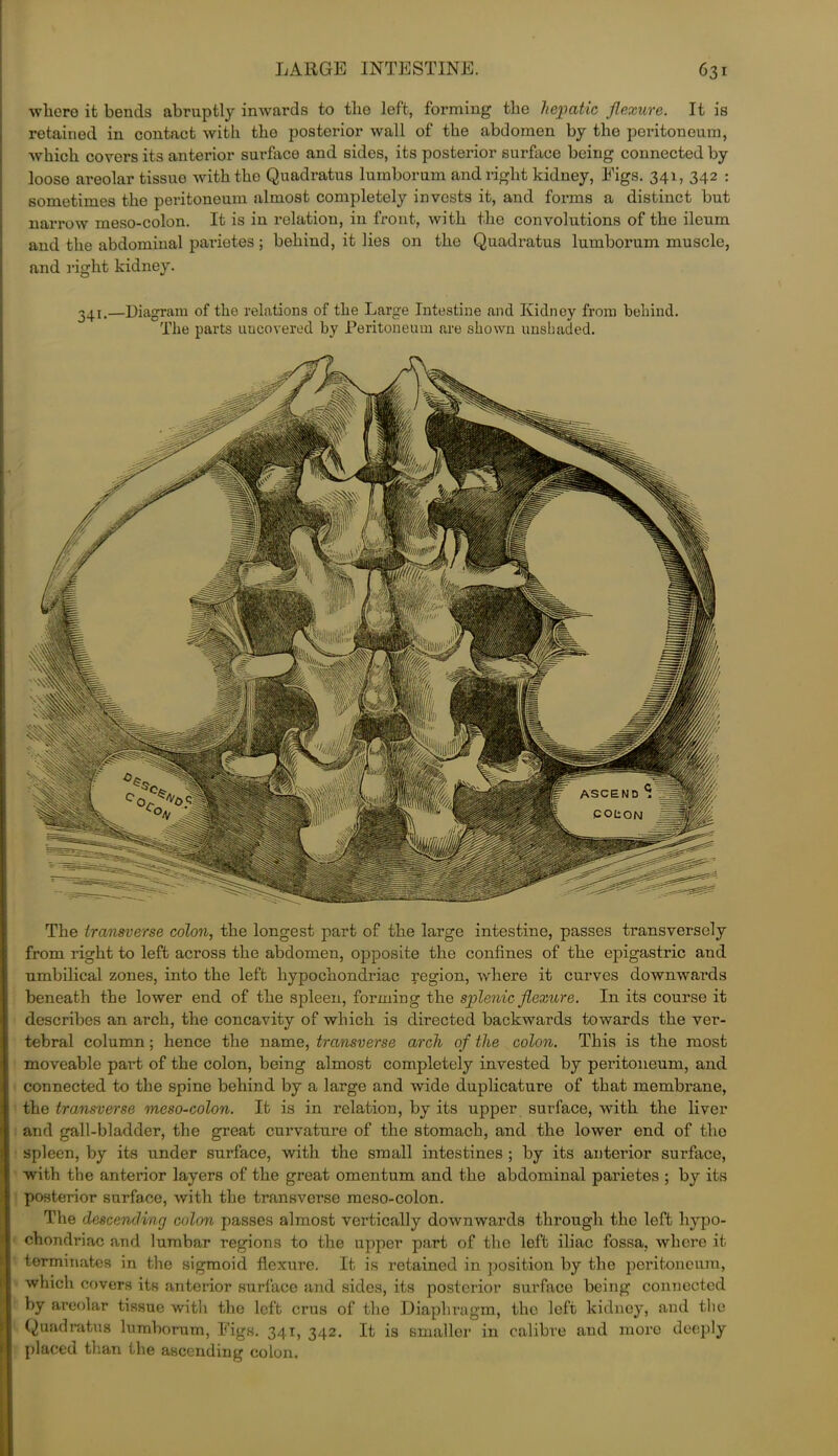 where it bends abruptly inwards to the left, forming the hepatic flexure. It is retained in contact with the posterior wall of the abdomen by the peritoneum, which covers its anterior surface and sides, its posterior surface being connected by loose areolar tissue with the Quadratus lumborum and right kidney, Eigs. 341, 342 : sometimes the peritoneum almost completely invests it, and forms a distinct but narrow meso-colon. It is in relation, in front, with the convolutions of the ileum and the abdominal parietes; behind, it lies on the Quadratus lumborum muscle, and right kidney. 341.—Diagram of the relations of the Large Intestine and Kidney from behind. The parts uncovered by Peritoneum are shown unshaded. The transverse colon, the longest part of the large intestine, passes transversely from right to left across the abdomen, opposite the confines of the epigastric and umbilical zones, into the left hypochondriac region, where it curves downwards beneath the lower end of the spleen, forming the splenic flexure. In its course it describes an arch, the concavity of which is directed backwards towards the ver- tebral column; hence the name, transverse arch of the colon. This is the most moveable part of the colon, being almost completely invested by peritoneum, and connected to the spine behind by a large and wide duplicature of that membrane, the transverse meso-colon. It is in relation, by its upper surface, with the liver and gall-bladder, the great curvature of the stomach, and the lower end of the spleen, by its under surface, with the small intestines ; by its anterior surface, with the anterior layers of the great omentum and the abdominal parietes ; by its posterior surface, with the transverse meso-colon. The descending colon passes almost vertically downwards through the left hypo- chondriac and lumbar regions to the upper part of the left iliac fossa, where it terminates in the sigmoid flexure. It is retained in position by the peritoneum, which covers its anterior surface and sides, its posterior surface being connected by areolar tissue with the left crus of the Diaphragm, the left kidney, and the Quadratus lumborum, Eigs. 341, 342. It is smaller in calibre and more deeply placed than the ascending colon.