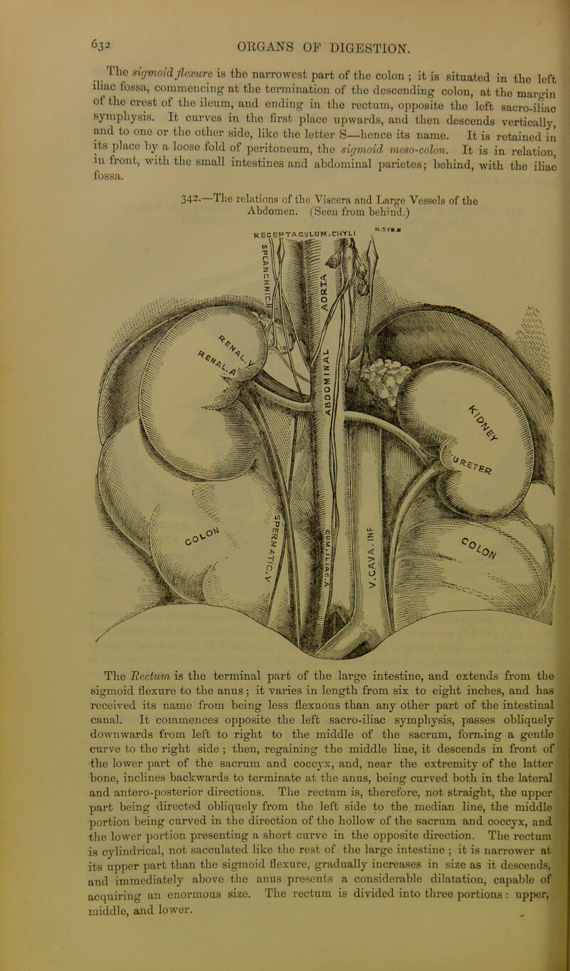 The sigmoid flexure is the narrowest part of the colon ; it is situated in the left iliac fossa, commencing at the termination of the descending colon, at the margin ot the crest of the ileum, and ending in the rectum, opposite the left sacro-iliac symphysis. It curves in the first place upwards, and then descends vertically, and to one or the other side, like the letter S—hence its name. It is retained in its place by a loose fold of peritoneum, tho sigmoid meso-colon. It is in relation, in front, with the small intestines and abdominal parietes; behind, with the iliac fossa. 342-—The relations of the Viscera and Large Vessels of tho Abdomen. (Seen from behind.) The Rectum is the terminal part of the large intestine, and extends from the sigmoid flexure to the anus ; it varies in length from six to eight inches, and has received its name from being less fiexuous than any other part of the intestinal canal. It commences opposite the left sacro-iliac symphysis, passes obliquely downwards from left to right to the middle of the sacrum, forming a gentle curve to the right side ; then, regaining the middle line, it descends in front of the lower part of the sacrum and coccyx, and, near the extremity of the latter bone, inclines backwards to terminate at the anus, being curved both in the lateral and antero-posterior directions. The rectum is, therefore, not straight, the upper part being directed obliquely from the left side to the median line, the middle portion being curved in the direction of tho hollow of the sacrum and coccyx, and the lower portion presenting a short curve in the opposite direction. The rectum is cylindrical, not sacculated like the rest of the large intestine ; it is narrower at its upper part than the sigmoid flexure, gradually increases in size as it descends, and immediately above the anus presents a considerable dilatation, capable of acquiring an enormous size. The rectum is divided into three portions : upper, middle, and lower.