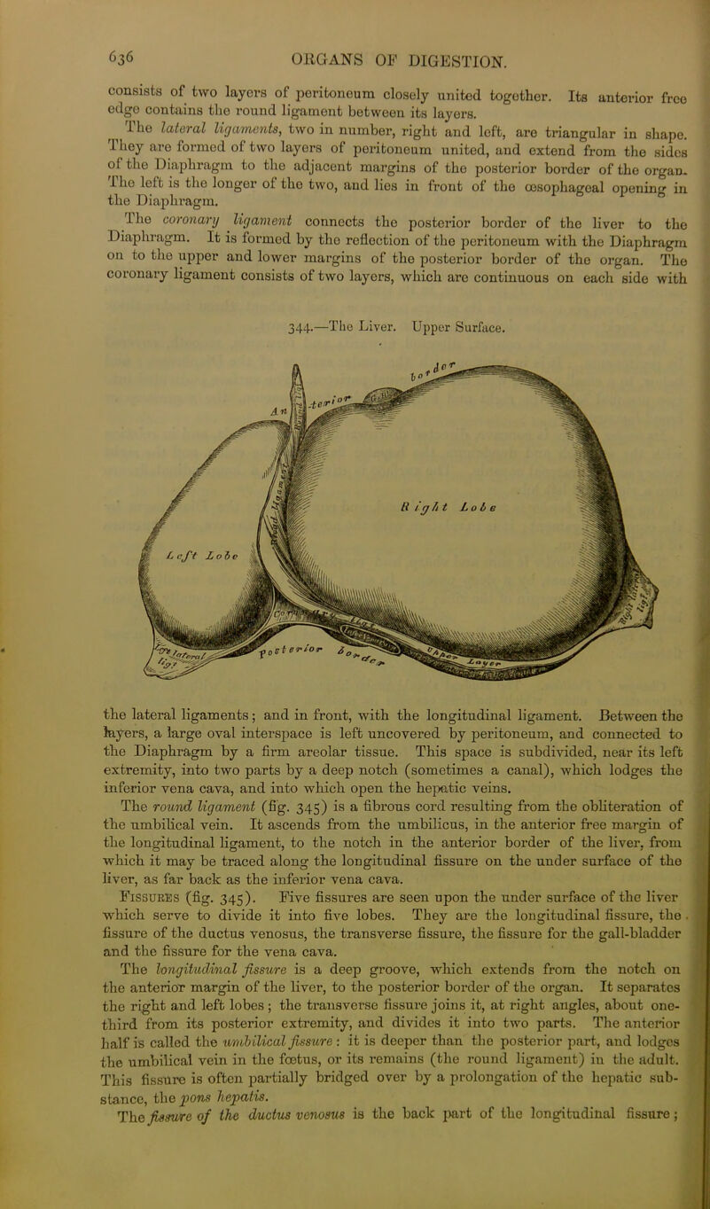 consists of two layers of peritoneum closely united together. Its anterior free edge contains the round ligament between its layers. I he lateral ligaments, two in number, right and left, are triangular in shape. I hey are lormcd of two layers of peritoneum united, and extend from the sides of the Diaphragm to the adjacent margins of the posterior boi’der of the organ. I he left is the longer of the two, and lies in front of the oesophageal opening in the Diaphragm. rLhe coronary ligament connects the posterior border of the liver to the Diaphragm. It is formed by the reflection of the peritoneum with the Diaphragm on to the upper and lower margins of the posterior border of the organ. The coronary ligament consists of two layers, which arc continuous on each side with 344.—The Liver. Upper Surface. the lateral ligaments ; and in front, with the longitudinal ligament. Between the layers, a large oval interspace is left uncovered by peritoneum, and connected to the Diaphragm by a firm areolar tissue. This space is subdivided, near its left extremity, into two parts by a deep notch (sometimes a canal), which lodges the inferior vena cava, and iuto which open the hepatic veins. The round ligament (fig. 345) is a fibrous cord resulting from the obliteration of the umbilical vein. It ascends from the umbilicus, in the anterior free margin of the longitudinal ligament, to the notch in the anterior border of the liver, from which it may be traced along the longitudinal fissure on the under surface of the liver, as far back as the inferior vena cava. Fissures (fig. 345). Five fissures are seen upon the under surface of the liver which serve to divide it into five lobes. They are the longitudinal fissure, the fissure of the ductus venosus, the transverse fissure, the fissure for the gall-bladder and the fissure for the vena cava. The longitudinal fissure is a deep groove, which extends from the notch on the anterior margin of the liver, to the posterior border of the organ. It separates the right and left lobes ; the transverse fissure joins it, at right angles, about one- third from its posterior extremity, and divides it into two parts. The anterior half is called the umbilical fissure : it is deeper than the posterior part, and lodges the umbilical vein in the foetus, or its remains (the round ligament) in the adult. This fissure is often partially bridged over by a prolongation of the hepatic sub- stance, the pons hepatis. The fissure of the ductus venosus is the back part of the longitudinal fissure;