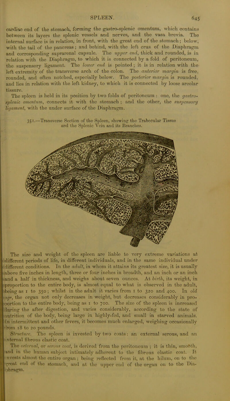 cardiac end of the stomach, forming the gastro-splenic omentum, which contains between its layers tho splenic vessels and nerves, and tho vasa brevia. The internal surface is in relation, in front, with the great end of the stomach; below, with the tail of the pancreas ; and behind, with tho left crus of the Diaphragm and corresponding suprai’enal capsule. The upper end, thick and rounded, is in relation with the Diaphragm, to which it is connected by a fold of peritoneum, the suspensory ligament. The lower end is pointed; it is in relation with the left extremity of the transverse arch of the colon. The anterior margin is free, rounded, and often notched, especially below. The posterior margin is rounded, and lies in relation with the left kidney, to which it is connected by loose areolar fissure. The spleen is held in its position by two folds of peritoneum : one, the gastro- splenic omentum, connects it with the stomach ; and the other, the suspensory ligament, with the under surface of the Diaphragm. 351.—Transverse Section of the Spleen, showing the Trabecular Tissue and the Splenic Vein and its Branches. The size and weight of the spleen are liable to very extreme variations at different periods of life, in different individuals, and in the same individual under different conditions. In the adult, in whom it attains its greatest size, it is usually above five inches in length, three or four inches in breadth, and an inch or an inch and a half in thickness, and weighs about seven ounces. At birth, its weight, in proportion to the entire body, is almost equal to what is observed in the adult, being as 1 to 350; whilst in the adult it varies from 1 to 320 and 400. In old 7,gp, the organ not only decreases in weight, but decreases considerably in pro- portion to the entire body, being as 1 to 700. The size of the spleen is increased luring the after digestion, and varies considerably, according to the state of nutrition of the body, being large in highly-fed, and small in starved animals. In intermittent and other fevers, it becomes much enlarged, weighing occasionallv rom 18 to 20 pounds. Structure. The spleen is invested by two coats : an external serous, and an nteraal fibrous elastic coat. The external, or serous coat, is derived from the peritoneum ; it is thin, smoftth, ind in the human subject intimately adherent to tho fibrous elastic coat. It nvests almost the entire organ ; being reflected from it, at tho hilum, on to tho rrcat end of the stomach, and at tho upper end of the organ on to tho Dia- phragm.