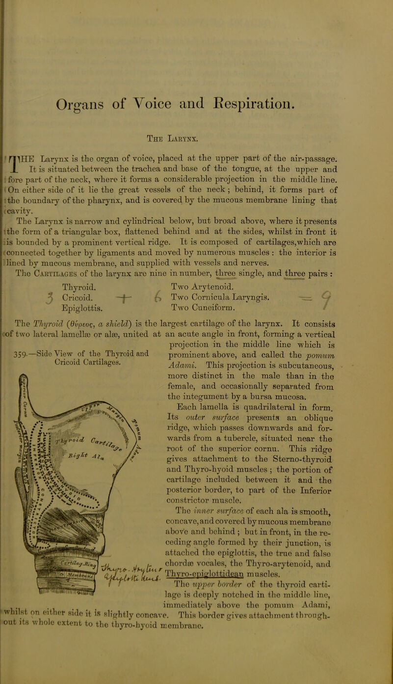 Organs of Voice and Kespiration. The Larynx. i rilHE Larynx is the organ of voice, placed at the upper part of the air-passage. JL It is situated between the trachea and base of the tongue, at the upper and I fore part of the neck, where it forms a considerable projection in the middle line. I: On either side of it lie the great vessels of the neck ; behind, it forms part of [ the boundary of the pharynx, and is covered by the mucous membrane lining that It cavity. The Larynx is narrow and cylindrical below, but broad above, where it presents the form of a triangular box, flattened behind and at the sides, whilst in front it is bounded by a prominent vertical ridge. It is composed of cartilages,which are II connected together by ligaments and moved by numerous muscles : the interior is I lined by mucous membrane, and supplied with vessels and nerves. The Cartilages of the larynx are nine in number, three single, and three pairs : Thyroid. Two Arytenoid. Cricoid. -~f— Two Cornicula Laiyngis. Epiglottis. Two Cuneiform. The Thyroid (dvpeoc, a shield') is the largest cartilage of the larynx. It consists of two lateral lamella or alae, united at an acute angle in front, forming a vertical projection in the middle line which is 359-—Side View of the Thyroid and Cricoid Cartilages. prominent above, and called the pomum Adami. This projection is subcutaneous, more distinct in the male than in the female, and occasionally separated from the integument by a bursa mucosa. Each lamella is quadrilateral in form. Its older surface presents an oblique ridge, which passes downwards and for- wards from a tubercle, situated near the root of the superior cornu. This ridge gives attachment to the Sterno-thyroid and Thyro-hyoid muscles ; the portion of cartilage included between it and the posterior border, to part of the Inferior constrictor muscle. The inner surface of each ala is smooth, concave, and covered by mucous membrane above and behind ; but in front, in the re- ceding angle formed by their junction, is attached the epiglottis, the true and falso , chorda) vocales, the Thyro-arytenoid, and AThyro-cpiglottidean muscles. The upper border of the thyroid carti- lage is deeply notched in the middle line, immediately above the pomum Adami, whilst on either side it is slightly concave. This border gives attachment through, out its whole extent to the thyro-hyoid membrane.