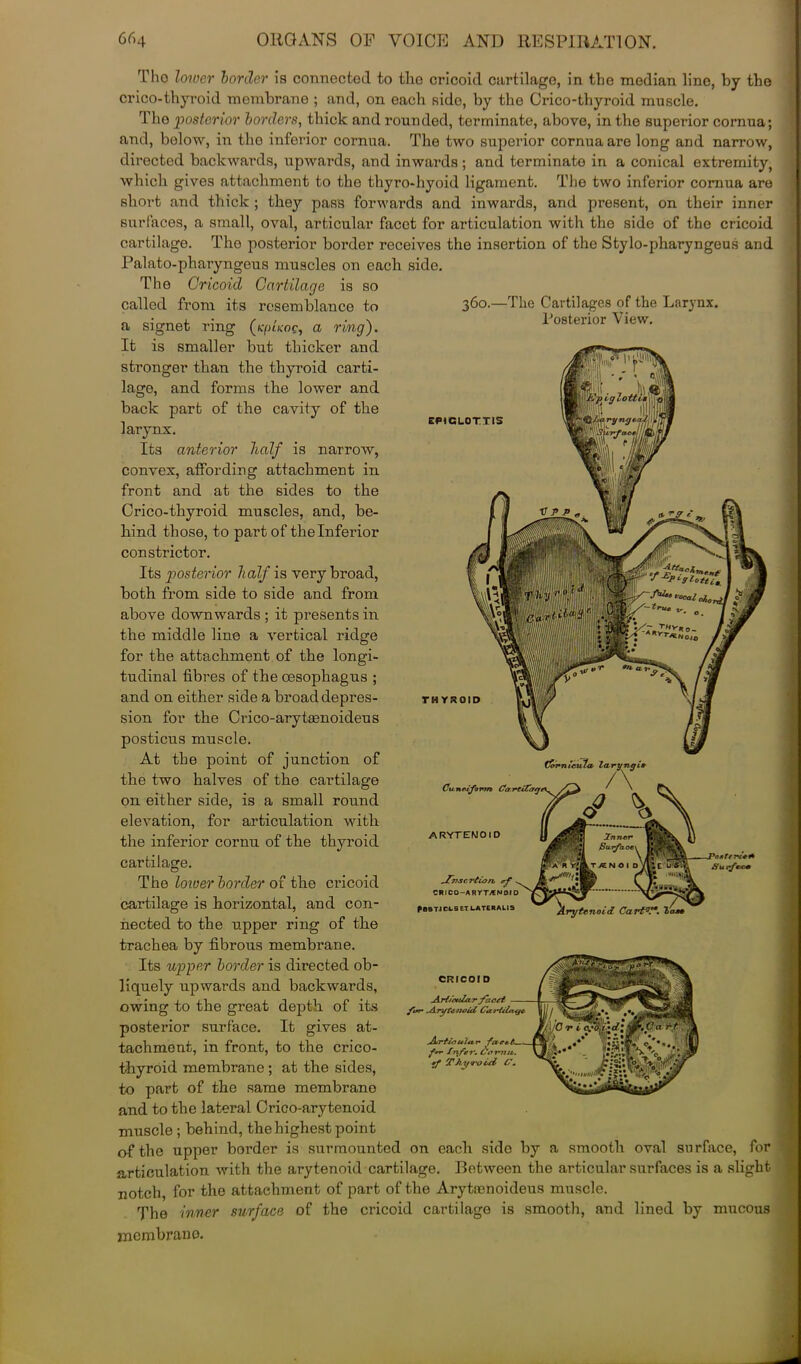 EPIGLOTTIS Tho lower border is connected to the cricoid cartilage, in the median line, by the crico-thyroid membrane ; and, on each side, by the Crico-tliyroid muscle. Tho posterior borders, thick and rounded, terminate, above, in tho superior cornua; and, below, in tho inferior cornua. The two superior cornua are long and narrow, directed backwards, upwards, and inwards; and terminate in a conical extremity, which gives attachment to the thyro-hyoid ligament. The two inferior cornua are short and thick ; they pass forwards and inwards, and present, on their inner surfaces, a small, oval, articular facet for articulation with tho side of the cricoid cartilage. The posterior border receives the insertion of the Stylo-pharyngeus and Palato-pharyngeus muscles on each side. The Cricoid Cartilage is so called from its resemblance to 360.—The Cartilages of the Larynx, a signet ring (rplrn, a ring). Posterior View. It is smaller but thicker and stronger than the thyroid carti- lage, and forms the lower and back part of the cavity of the larynx. Its anterior half is narroAv, convex, affording attachment in front and at the sides to the Crico-thyroid muscles, and, be- hind those, to part of the Inferior constrictor. Its posterior half is very broad, both from side to side and from above downwards ; it presents in the middle line a vertical ridge for the attachment of the longi- tudinal fibres of the oesophagus ; and on either side a broad depres- sion for the Crico-arytsenoideus posticus muscle. At the point of junction of the two halves of the cartilage on either side, is a small round elevation, for articulation with the inferior cornu of the thyroid cartilage. The loiver border of the cricoid cartilage is horizontal, and con- nected to the upper ring of the trachea by fibrous membrane. Its upper border is directed ob- liquely upwards and backwards, owing to the great depth of its posterior surface. It gives at- tachment, in front, to the crico- thyroid membrane ; at the sides, to part of the same membrane and to the lateral Crico-arytenoid muscle ; behind, the highest point of the upper border is surmounted on each sido by a smooth oval surface, for articulation with the arytenoid cartilage. Between the articular surfaces is a slight notch, for the attachment of part of the Arytnenoideus muscle. The inner surface of the cricoid cartilage is smooth, and lined by mucous membrane. THYROID Cuneiform CartUfacji ARYTENOID ^Zwscrtion, of CRICO—ARYT^NOJD PBBTJC1.SETUATERAUS CRICOI D Arffot/Zar facet fom Arytenoid Cartil<xc/c Artec ul<vr fevee-t f refer. Go •f Thyroid G* ITANO I Cart0.**, la