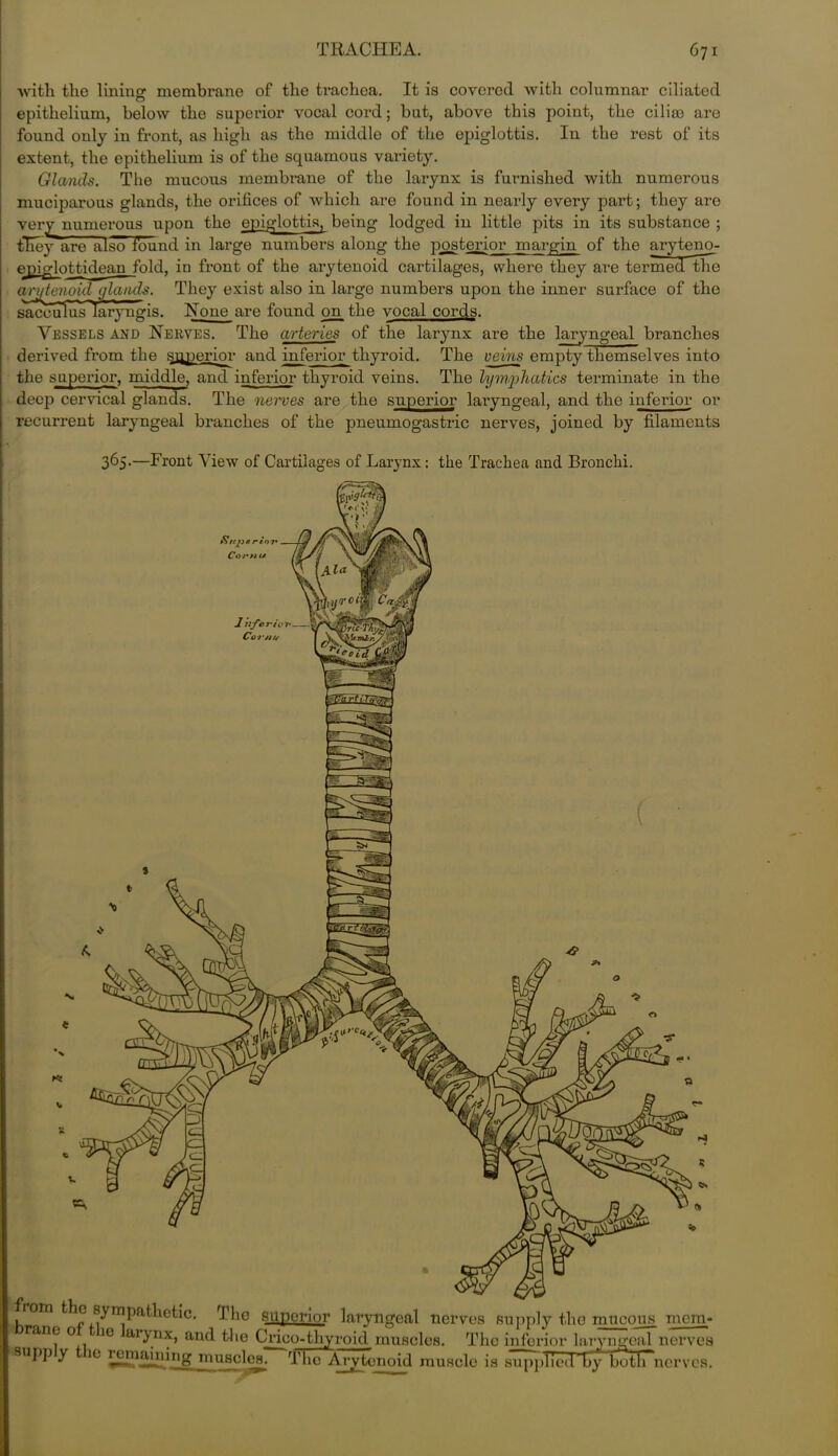 with the lining1 membrane of the trachea. It is covered with columnar ciliated epithelium, below the superior vocal cord; but, above this point, the cilia) are found only in front, as high as the middle of the epiglottis. In the rest of its extent, the epithelium is of the squamous variety. Glands. The mucous membrane of the larynx is furnished with numerous muciparous glands, the orifices of which are found in nearly every part; they are very numerous upon the epiglottis, being lodged in little pits in its substance ; tHeyare also found in large numbers along the posterior margin of the aryteno- eniglottidean fold, in front of the arytenoid cartilages, where they are termed the arytenoid glands. They exist also in large numbers upon the inner surface of the sacculus Iaryngis. None are found on_the vocal cords. Vessels and Nerves. The arteries of the larynx are the laryngeal branches derived from the superior and inferior thyroid. The veins empty themselves into the superior, middle, and inferior thyroid veins. The lymphatics terminate in the deep cervical glands. The nerves are the superior laryngeal, and the inferior or recurrent laryngeal branches of the pneumogastric nerves, joined by filaments 365.—Front View of Cartilages of Larynx: the Trachea and Bronchi. , _ 0 sympathetic. The superior laryngeal nerves supply the mucous me: rane o^ it arynx, and the Crico-thyroid muscles. The inferior laryngeal nerv SUPP y 10 remaining muscles. The Arytenoid muscle is supplicddby botli~nerv Sup* ri.ni* Corfiu 1 hferio Cor nt/