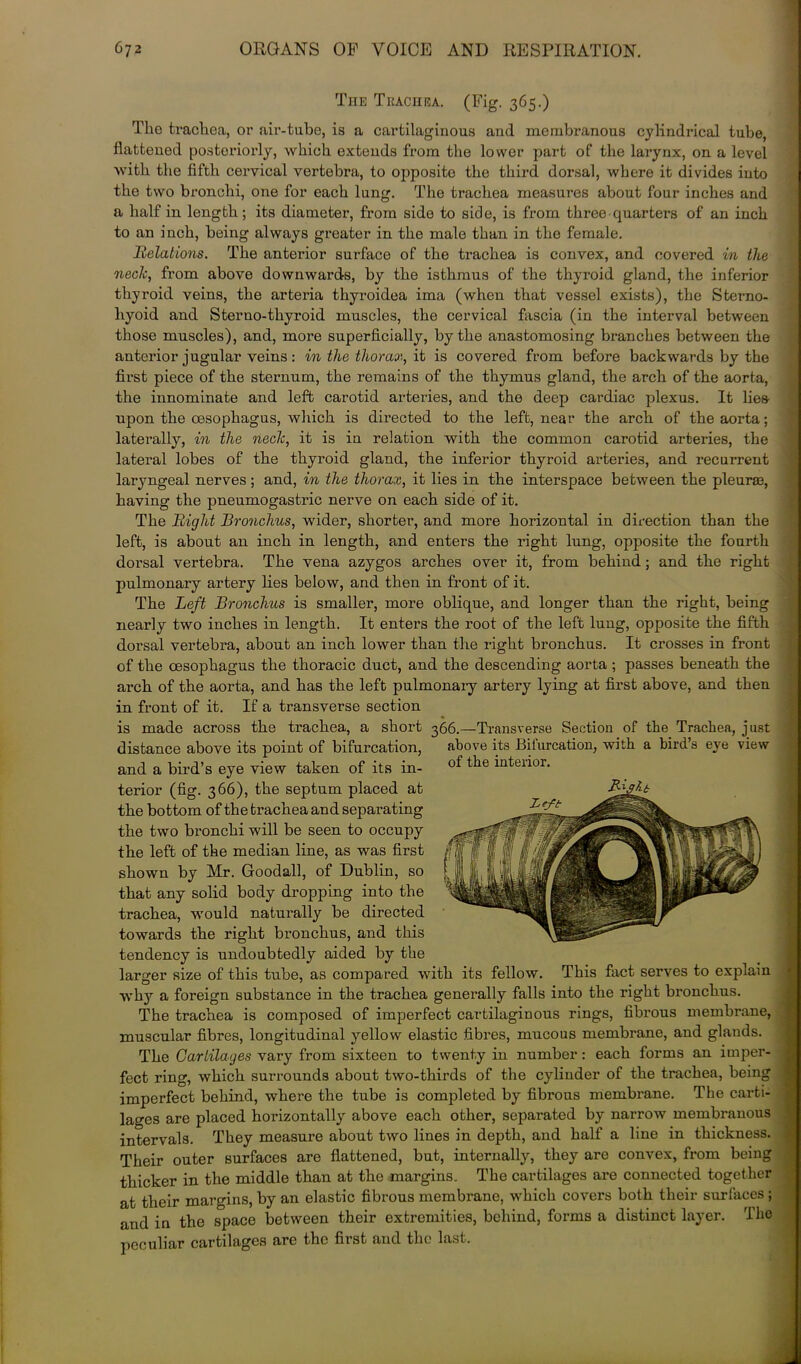 Tiie Trachea. (Fig. 365.) The trachea, or air-tube, is a cartilaginous and membranous cylindrical tube, flattened posteriorly, which extends from the lower part of the larynx, on a level with the fifth cervical vertebra, to opposite the third dorsal, where it divides into the two bronchi, one for each lung. The trachea measures about four inches and a half in length; its diameter, from side to side, is from three quarters of an inch to an inch, being always greater in the male than in the female. Relations. The anterior surface of the trachea is convex, and covered in the neclc, from above downwards, by the isthmus of the thyroid gland, the inferior thyroid veins, the arteria thyroidea ima (when that vessel exists), the Sterno- hyoid and Sterno-thyroid muscles, the cervical fascia (in the interval between those muscles), and, more superficially, by the anastomosing branches between the anterior jugular veins: in the thorax, it is covered from before backwards by the first piece of the sternum, the remains of the thymus gland, the arch of the aorta, the innominate and left carotid arteries, and the deep cardiac plexus. It lies- upon the oesophagus, which is directed to the left, near the arch of the aorta; laterally, in the neclc, it is in relation with the common carotid arteries, the lateral lobes of the thyroid gland, the inferior thyroid arteries, and recurrent laryngeal nerves; and, in the thorax, it lies in the interspace between the pleuraa, having the pneumogastric nerve on each side of it. The Right Bronchus, wider, shorter, and more horizontal in direction than the left, is about an inch in length, and enters the right lung, opposite the fourth dorsal vertebra. The vena azygos arches over it, from behind; and the right pulmonary artery lies below, and then in front of it. The Left Bronchus is smaller, more oblique, and longer than the right, being nearly two inches in length. It enters the root of the left lung, opposite the fifth dorsal vertebra, about an inch lower than the right bronchus. It crosses in front of the oesophagus the thoracic duct, and the descending aorta ; passes beneath the arch of the aorta, and has the left pulmonary artery lying at first above, and then in front of it. If a transverse section is made across the trachea, a short 366.—Transverse Section of the Trachea, just distance above its point of bifurcation, and a bird’s eye view taken of its in- terior (fig. 366), the septum placed at the bottom of the trachea and separating the two bronchi will be seen to occupy the left of the median line, as was first shown by Mr. Goodall, of Dublin, so that any solid body dropping into the trachea, would naturally be directed towards the right bronchus, and this tendency is undoubtedly aided by the larger size of this tube, as compared with its fellow. This fact serves to explain why a foreign substance in the trachea generally falls into the right bronchus. The trachea is composed of imperfect cartilaginous rings, fibrous membrane, muscular fibres, longitudinal yellow elastic fibres, mucous membrane, and glands. The Cartilages vary from sixteen to twenty in number: each forms an imper- fect ring, which surrounds about two-thirds of the cylinder of the trachea, being imperfect behind, where the tube is completed by fibrous membrane. The carti- lages are placed horizontally above each other, separated by narrow membranous intervals. They measure about two lines in depth, and half a line in thickness. Their outer surfaces are flattened, but, internally, they are convex, from being thicker in the middle than at the margins. The cartilages are connected together at their margins, by an elastic fibrous membrane, which covers both their surfaces ; and in the space between their extremities, behind, forms a distinct layer. The peculiar cartilages arc the first and the last. above its Bifurcation, with a birds eye view of the interior.