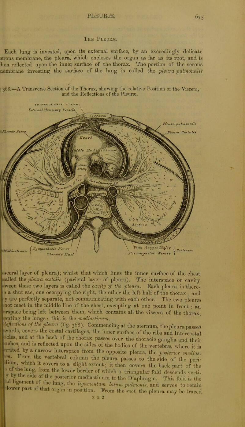 PLEURiE. ^75 The Pleura. Each lung is invested, upon its external surface, by an exceedingly delicate erous membrane, the pleura, which encloses the organ as far as its root, and is hen reflected upon the inner surface of the thorax. The portion of tho serous uembrane investing the surface of the lung is called tho pleura pubnonalis 368.—A Transverse Section of the Thorax, showing the relative Position of the Viscera, and the Reflections of the Pleune. TRIANGULARIS STCRNi In temal Mam mart/ TTesae7s, Sl/ornum -Phrmir iVtrvr PIeuret Con l uli Td tc Ale d Ldr 'n t i 11 ttwi p\dmontTfi 'o&al ycr 'Vena, A.. ^ &'ympalhetio Afoi've I Thoracic Duct yfrd/i ttfrtinum 'sceral layer of pleura); whilst that which lines the inner surface of the chest ailed the pleura costalis (parietal layer of pleura). The interspace or cavity i'ween these two layers is called the cavity of the pleura. Each pleura is there- 1 ) a shut sac, one occupying the right, the other the left half of the thorax ; and I y are perfectly separate, not communicating with each other. The two pleurae I not meet in the middle line of the chest, excepting at one point in front; an rspace being left between them, which contains all the viscera of the thorax apting the lungs : this is the mediastinum. I -eflectiom of the pleura (fig. 368). Commencing at the sternum, the pleura passes I wards, covers the costal cartilages, the inner surface of the ribs and Intercostal | scles, and at the back of the thorax passes over the thoracic ganglia and their I iches, and is reflected upon the sides of the bodies of the vertebraa, where it is irated by a narrow interspace from the opposite pleura, the posterior medias- Im. Irom the vertebral column the pleura passes to tho side of the peri- I Tli lt C°VerS t0 a slight extenti {t ^on covers the back part of the - ot the lung, from the lower border of which a triangular fold descends verti- I y by the side of the posterior mediastinum to the Diaphragm. This fold is tho II igamen o the lung, the ligamentum latum pulmonis, and serves to retain I ower pat o t at organ in position. From the root, the pleura may be traced x x 2