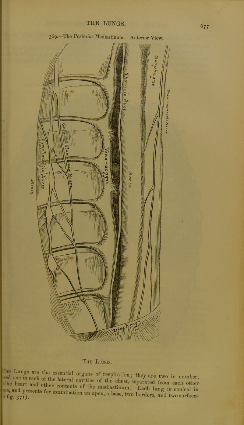 677 369.—The Posterior Mediastinum. Anterior View. jL jfe Lungs. *d o^eTeS of the°rST 0f™P™thn I *«r are two in number, the heart and oit ’ t * ^r ‘ ° cl,est’ 8eParat®d from each other oe and preaentJtr • °f thc mo<,la8tin»>- ^ch lung is conical in fig 370 “am‘nat'°n an apex, a base, two borders, and two surfaces