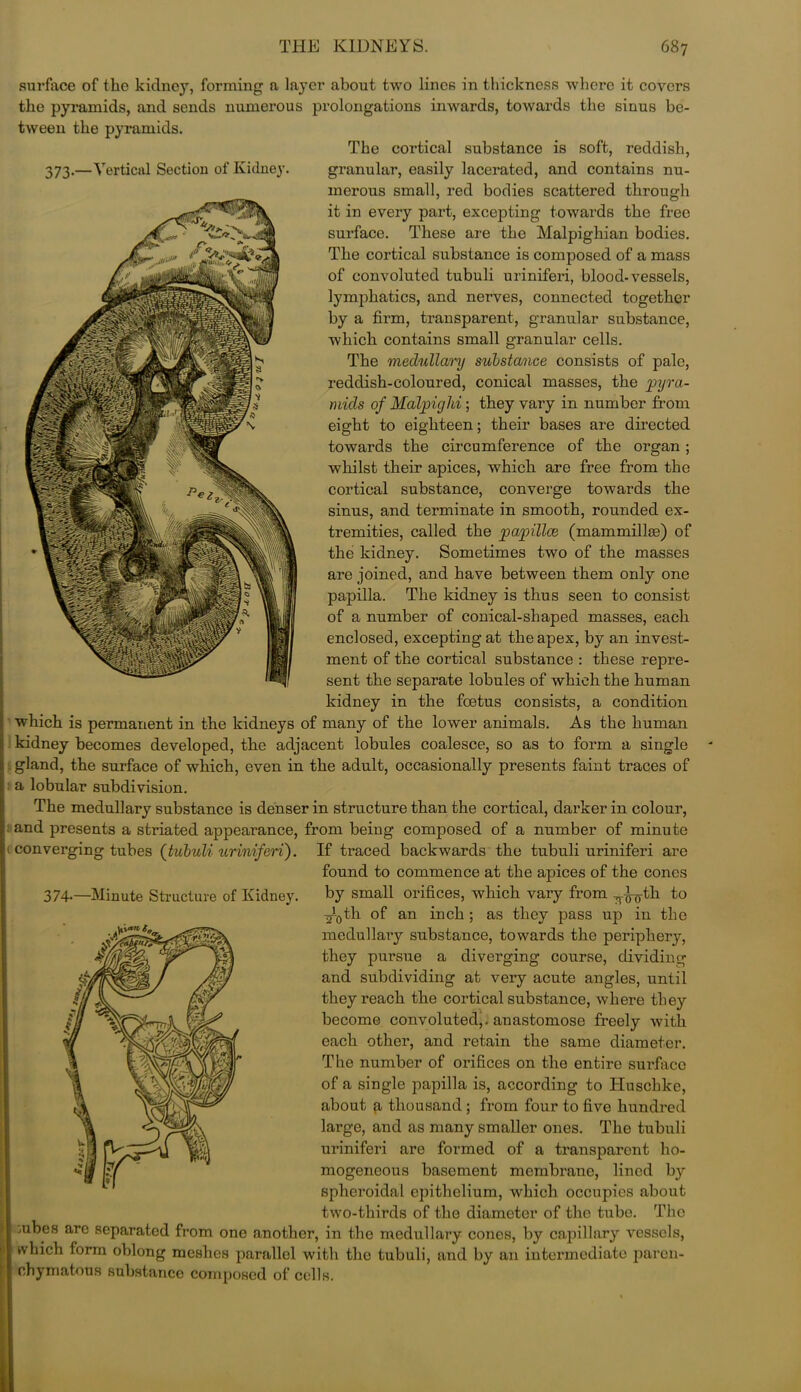 surface of the kidney, forming a layer about two lines in thickness where it covers the pyramids, and sends numerous prolongations inwards, towards the sinus be- tween the pyramids. The cortical substance is soft, reddish, 373.—Vertical Section of Kidney. granular, easily lacerated, and contains nu- merous small, red bodies scattered through it in every part, excepting towards the free surface. These are the Malpighian bodies. The cortical substance is composed of a mass of convoluted tubuli uriniferi, blood-vessels, lymphatics, and nerves, connected together by a firm, transparent, granular substance, which contains small granular cells. The medullary substance consists of pale, reddish-coloured, conical masses, the 'pyra- mids of Malpighi; they vary in number from eight to eighteen; their bases are directed towards the circumference of the organ ; whilst their apices, which are free from the cortical substance, converge towards the sinus, and terminate in smooth, rounded ex- tremities, called the papillce (mammillae) of the kidney. Sometimes two of the masses are joined, and have between them only one papilla. The kidney is thus seen to consist of a number of conical-shaped masses, each enclosed, excepting at the apex, by an invest- ment of the cortical substance : these repre- sent the separate lobules of which the human kidney in the foetus consists, a condition which is permanent in the kidneys of many of the lower animals. As the human kidney becomes developed, the adjacent lobules coalesce, so as to form a single gland, the surface of which, even in the adult, occasionally presents faint traces of a lobular subdivision. The medullary substance is denser in structure than the cortical, darker in colour, and presents a striated appearance, from being composed of a number of minute converging tubes (tubuli uriniferi). If traced backwards the tubuli uriniferi are found to commence at the apices of the cones 374-— Minute Structure of Kidney. by small orifices, which vary from ^th to T^th of an inch ; as they pass up in the medullary substance, towards the periphery, they pursue a diverging course, dividing and subdividing at very acute angles, until they reach the cortical substance, where they become convoluted,, anastomose freely with each other, and retain the same diameter. The number of orifices on the entire surface of a single papilla is, according to Huschke, about a thousand; from four to five hundred large, and as many smaller ones. The tubuli uriniferi are formed of a transparent ho- mogeneous basement membrane, lined by spheroidal epithelium, which occupies about two-thirds of the diameter of the tube. The aibes are separated from one another, in the medullary cones, by capillary vessels, which form oblong meshes parallel with the tubuli, and by an intermediate paren- chymatous substance composed of cells.