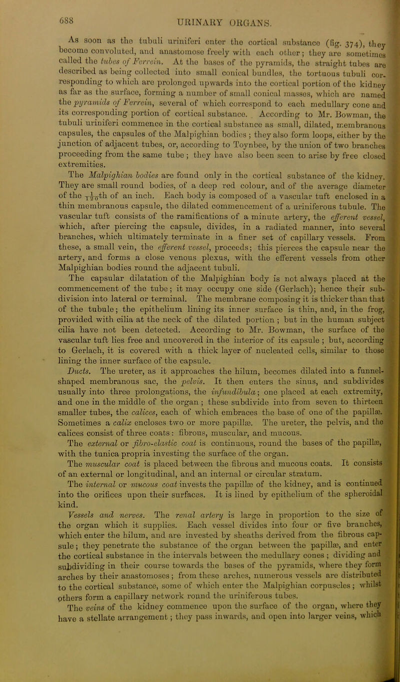 As soon as tlio tubuli uriniferi enter tho cortical substance (Gg. 374), they become convoluted, and anastomose freely with each other; they are sometimes called the tubes of Ferrein. At tho bases of the pyramids, tho straight tubes are described as being collected iuto small conical bundles, the tortuous tubuli cor. responding to which aro prolonged upwards into tho cortical portion of the kidney as far as the surface, forming a number of small conical massos, which are named the pyramids of Ferrein, several of which correspond to each medullary cone and its corresponding portion of cortical substance. According to Mr. Bowman, the tubuli uriniferi commence in the cortical substance as small, dilated, membranous capsules, the capsules of tho Malpighian bodies ; they also form loops, either by the junction of adjacent tubes, or, according to Toynbee, by the union of two branches proceeding from the same tube ; they have also been seen to arise by free closed extremities. The Malpighian bodies are found only in the cortical substance of the kidney. They are small round bodies, of a deep red colour, and of the average diameter of the T^th of an inch. Each body is composed of a vascular tuft enclosed in a thin membranous capsule, the dilated commencement of a uriniferous tubule. The vascular tuft consists of the ramifications of a minute artery, the efferent vessel, which, after piercing the capsule, divides, in a radiated manner, into several branches, which ultimately terminate in a finer set of capillary vessels. From these, a. small vein, the efferent vessel, proceeds; this pierces the capsule near the artery, and forms a close venous plexus, with the efferent vessels from other Malpighian bodies round the adjacent tubuli. The capsular dilatation of the Malpighian body is not always placed at the commencement of the tube; it may occupy one side (Gerlach); hence their sub- division into lateral or terminal. The membrane composing it is thicker than that of the tubule; the epithelium lining its inner surface is thin, and, in the frog, provided with cilia at the neck of the dilated portion ; but in the human subject cilia have not been detected. According to Mr. Bowman, the surface of the vascular tuft lies free and uncovered in the interior of its capsule ; but, according to Gerlach, it is covered with a thick layer of nucleated cells, similar to those lining the inner surface of the capsule. Ducts. The ureter, as it approaches the hilurn, becomes dilated into a funnel- shaped membranous sac, the pelvis. It then enters the sinus, and subdivides usually into three prolongations, the infundibula; one placed at each extremity, and one in the middle of the organ ; these subdivide into from seven to thirteen smaller tubes, the calices, each of which embraces the base of one of the papillm. Sometimes a calix encloses two or more papillas. The ureter, the pelvis, and the calices consist of three coats : fibrous, muscular, and mucous. The external or fibro-elastic coat is continuous, round the bases of the papillce, with the tunica propria investing the surface of the organ. The muscular coat is placed between the fibrous and mucous coats. It consists of an external or longitudinal, and an internal or circular stratum. The internal or mucous coat invests the papillce of the kidney, and is continued into the orifices upon their surfaces. It is lined by epithelium of the spheroidal kind. Vessels and nerves. The renal artery is large in proportion to the size of the organ which it supplies. Each vessel divides into four or five branches, which enter the hilum, and are invested by sheaths derived from the fibrous cap- sule ; they penetrate the substance of the organ between the papillm, and enter the cortical substance in the intervals between the medullary cones ; dividing and subdividing in their course towards the bases of the pyramids, where they form arches by their anastomoses; from these arches, numerous vessels are distributed to the cortical substance, some of which enter the Malpighian coi-puscles; whilst pthers form a capillary network round the uriniferous tubes. The veins of the kidney commence upon the surface of the organ, where they have a stellate arrangement; they pass inwards, and open into larger veins, which